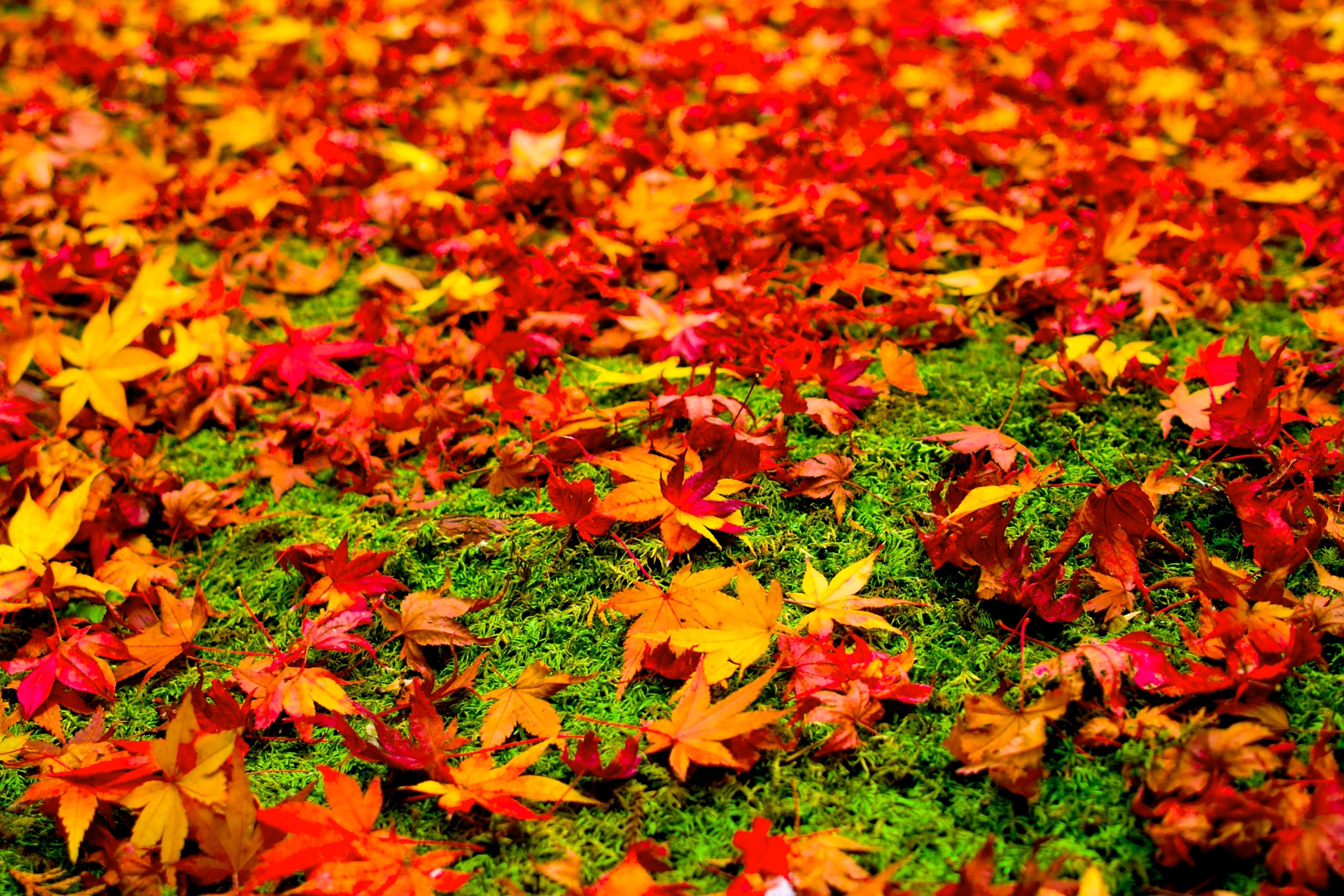 Осень какая трава. Осень листья. Осенняя листва. Ковер из осенних листьев. Разноцветный ковер из листьев.