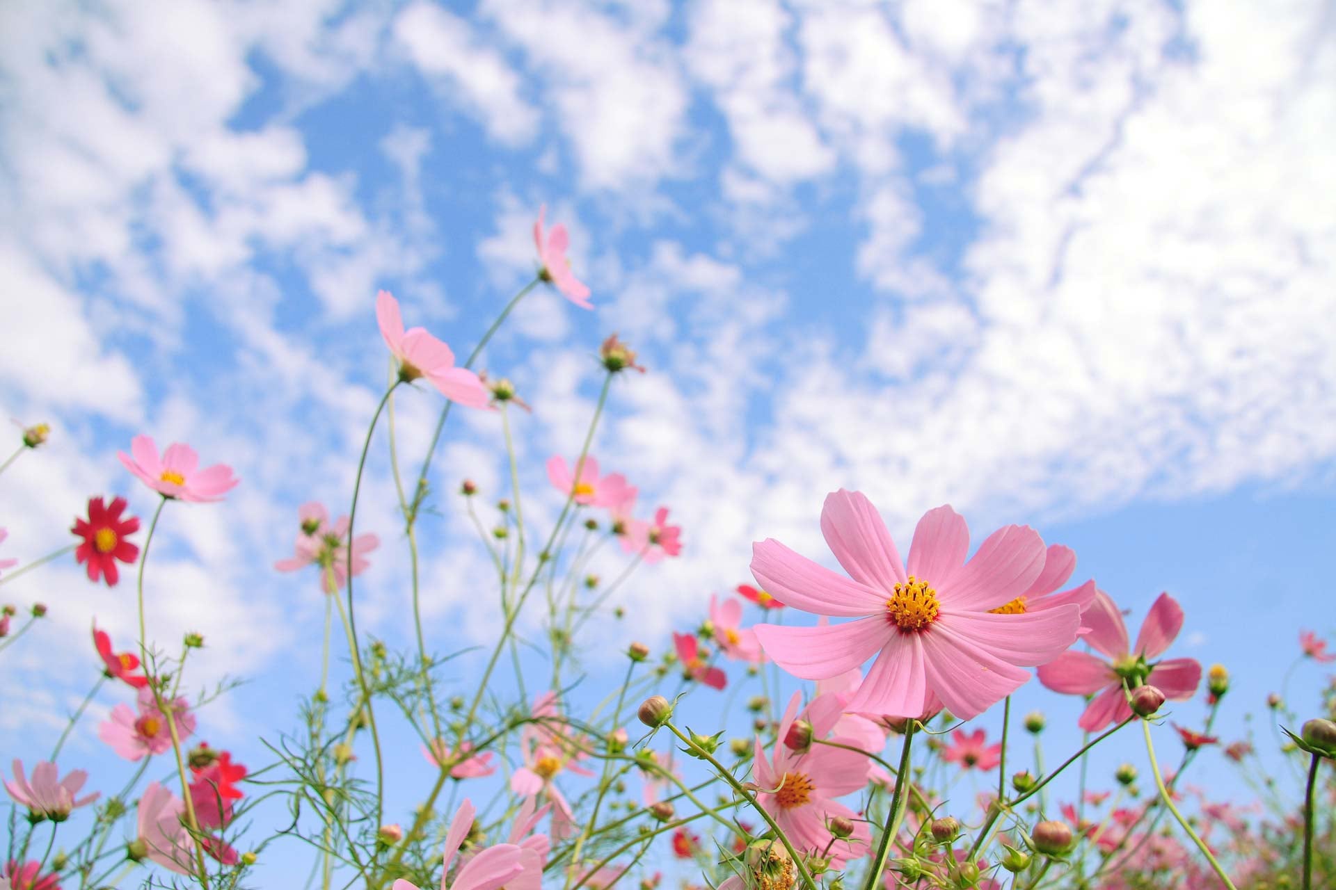 Космея Луговая. Летнее поле космея цветы. Луговые цветы космея. Космея розовая. Лето цвет розовый