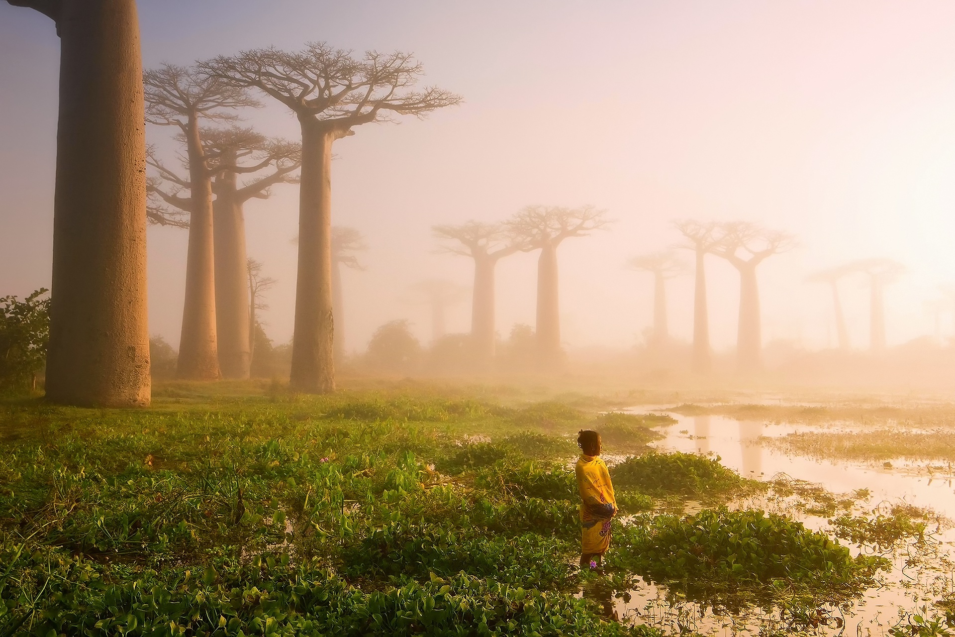 Свыше тысячи лет. Древний лес баобабов. Баобаб National Geographic. Мадагаскар баобаб мать леса. Климат Мадагаскара.