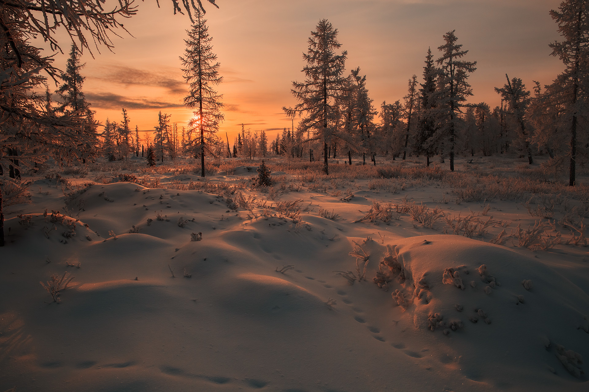 Ель в лесотундре