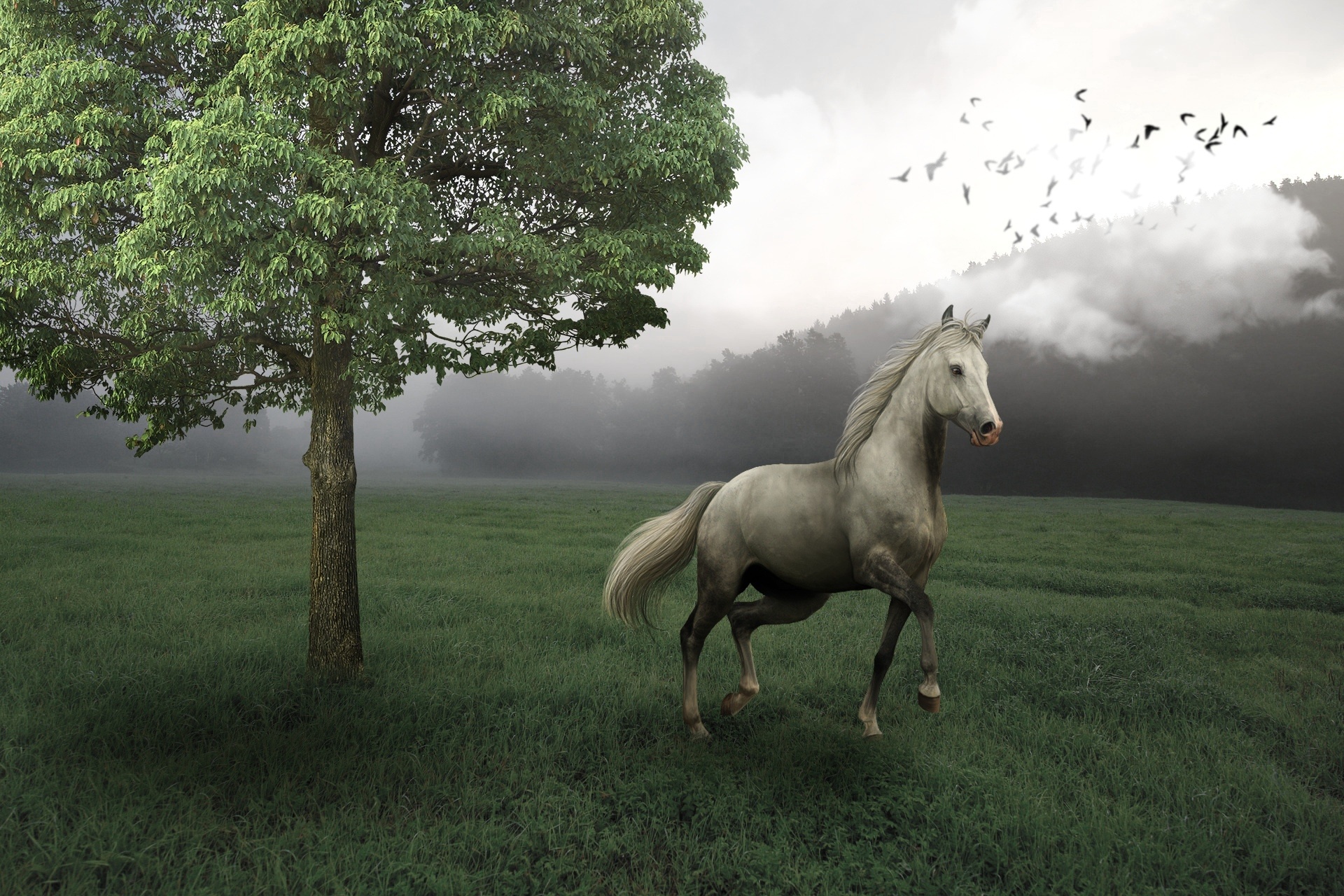 Дальше лошадка. Лошадь в поле. Белая лошадь. Лошадь на траве. Поле дерево конь.