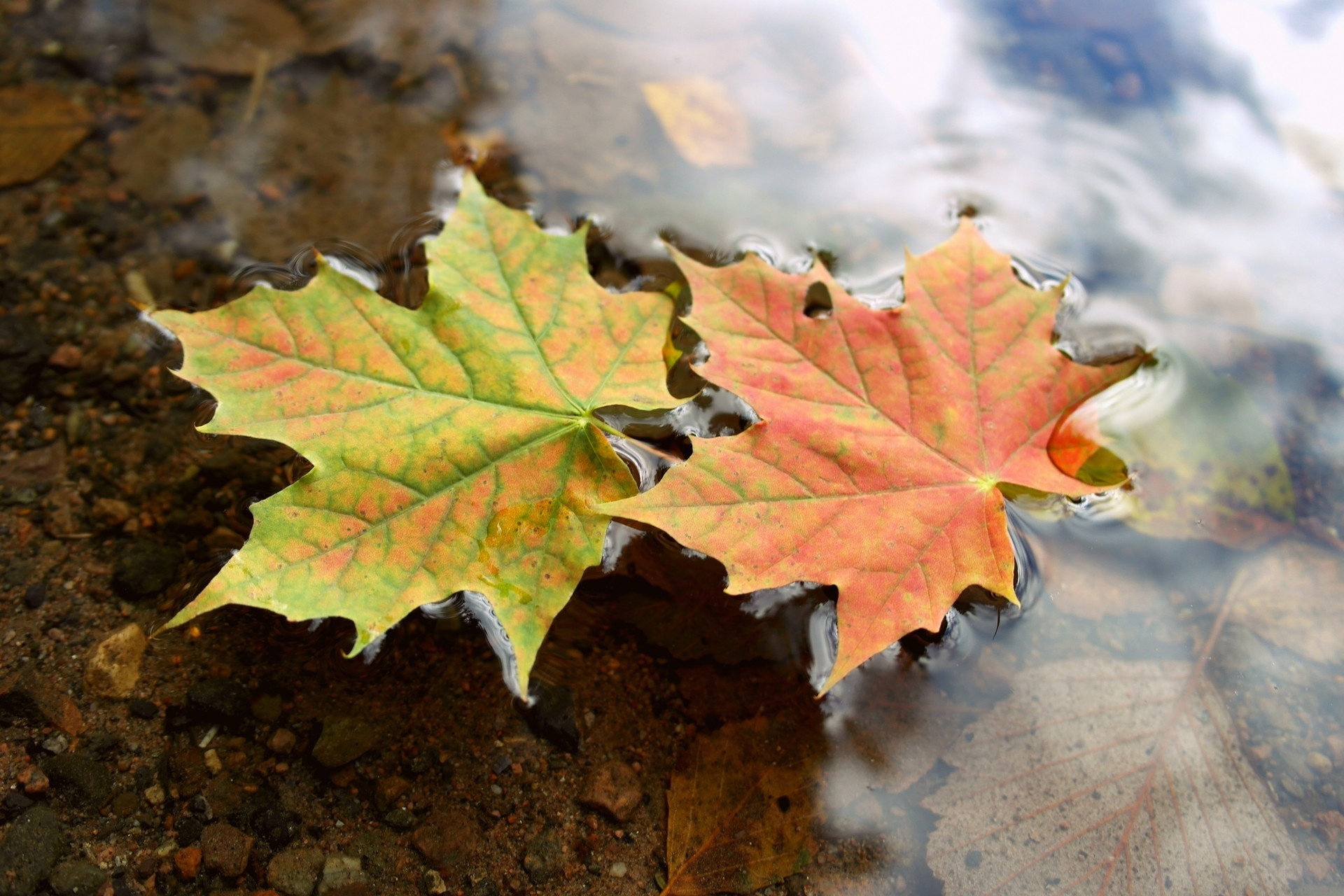 Обои осень, листья, вода, макро, клен, water, autumn, leaves на телефон и  рабочий стол, раздел макро, разрешение 1920x1280 - скачать