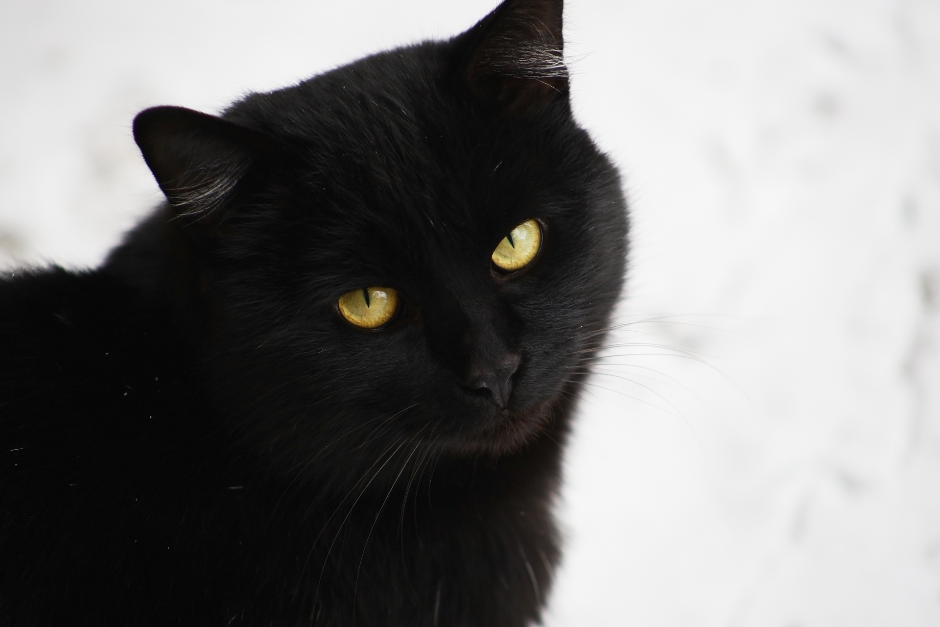 Черные кошки 10. Черная кошка. Черные коты. Черный кот с желтыми глазами. Черная кошка обои.