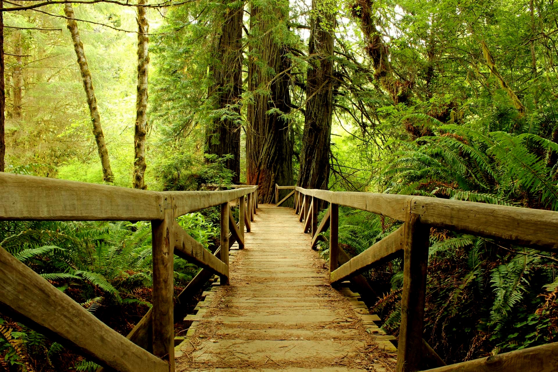 Сходи в лес. Парк Секвойя Калифорния. Национальный парк Редвуд Калифорния. Sequoia National Park дерево мост. Шварцвальд тропа.