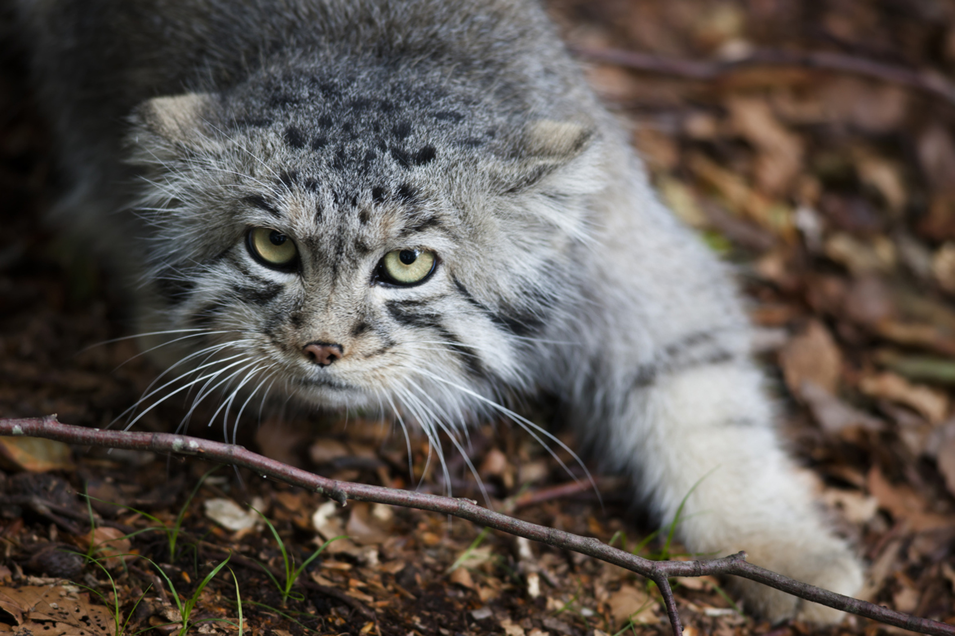 Фотки ману. Кот Манул. Сибирский дикий кот Манул. Дикий Лесной кот Манул. Манул (палласов кот).