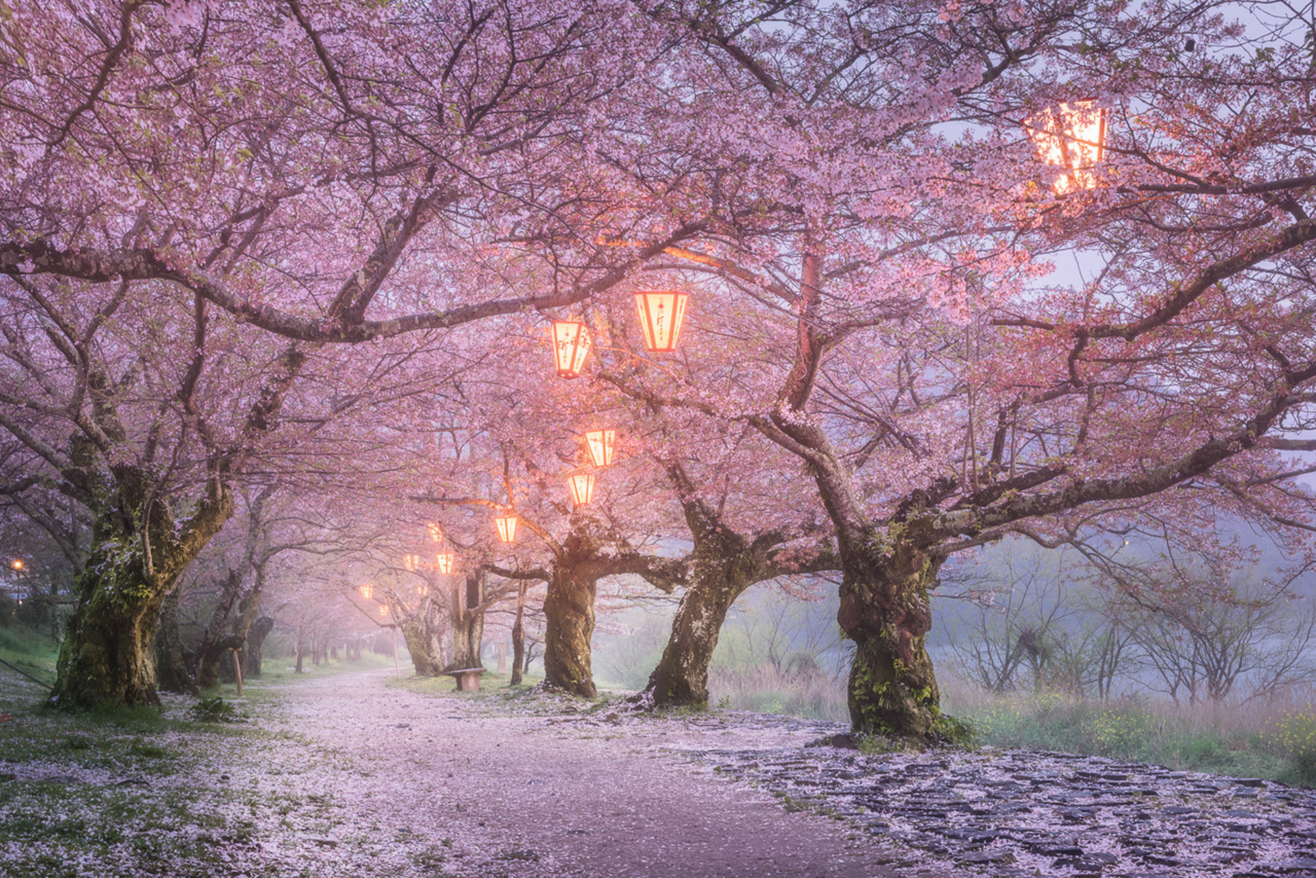 Стоки япония. Черри блоссом дерево. Pink черри блоссом дерево деревья парк. Сакура блоссом. Япония дерево Сакура.