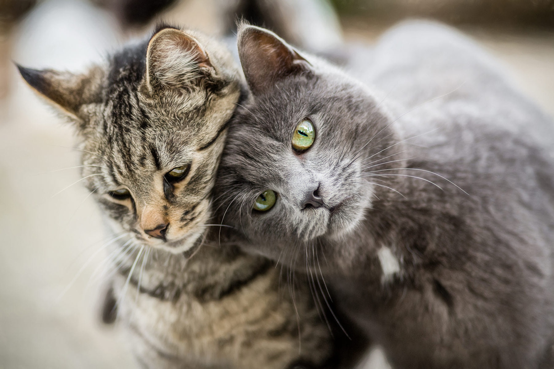 Котики 2. Кошки любовь. Две кошки. Две серые кошки. Два серых кота.