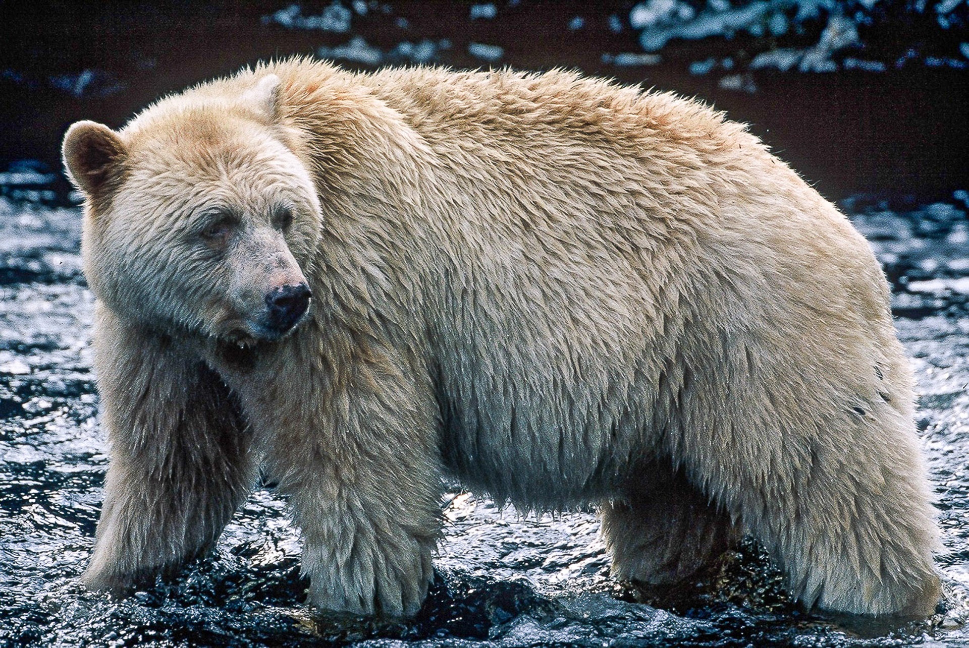 Spirit bear. Разноцветные кермодские медведи. Голден спирит Беар. Пизли малыш.