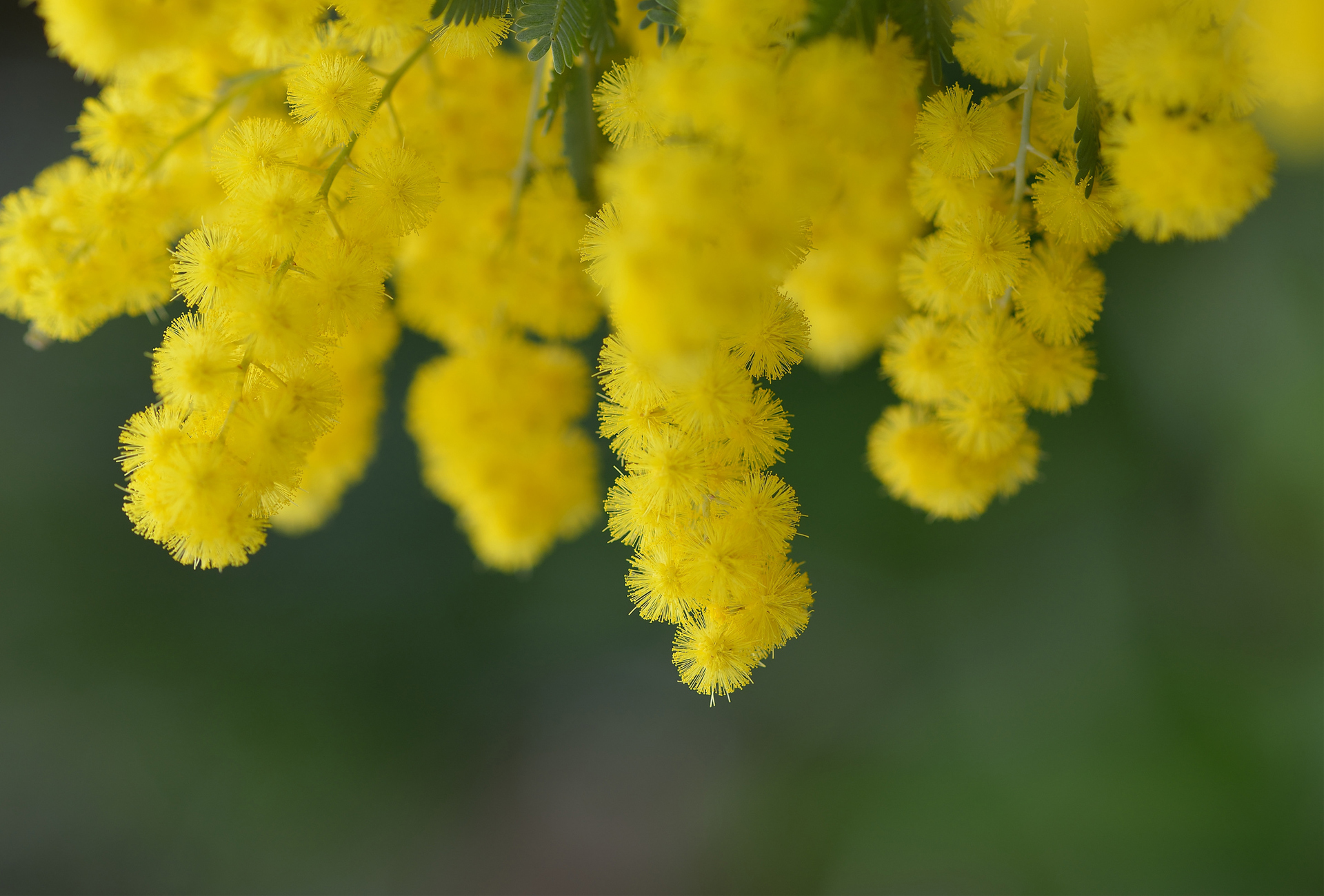 Мимоза картинки красивые на телефон. Акация желтокорая. Ветвь желтой акации. Мимоза цветок. Мимоза желтая цветок.