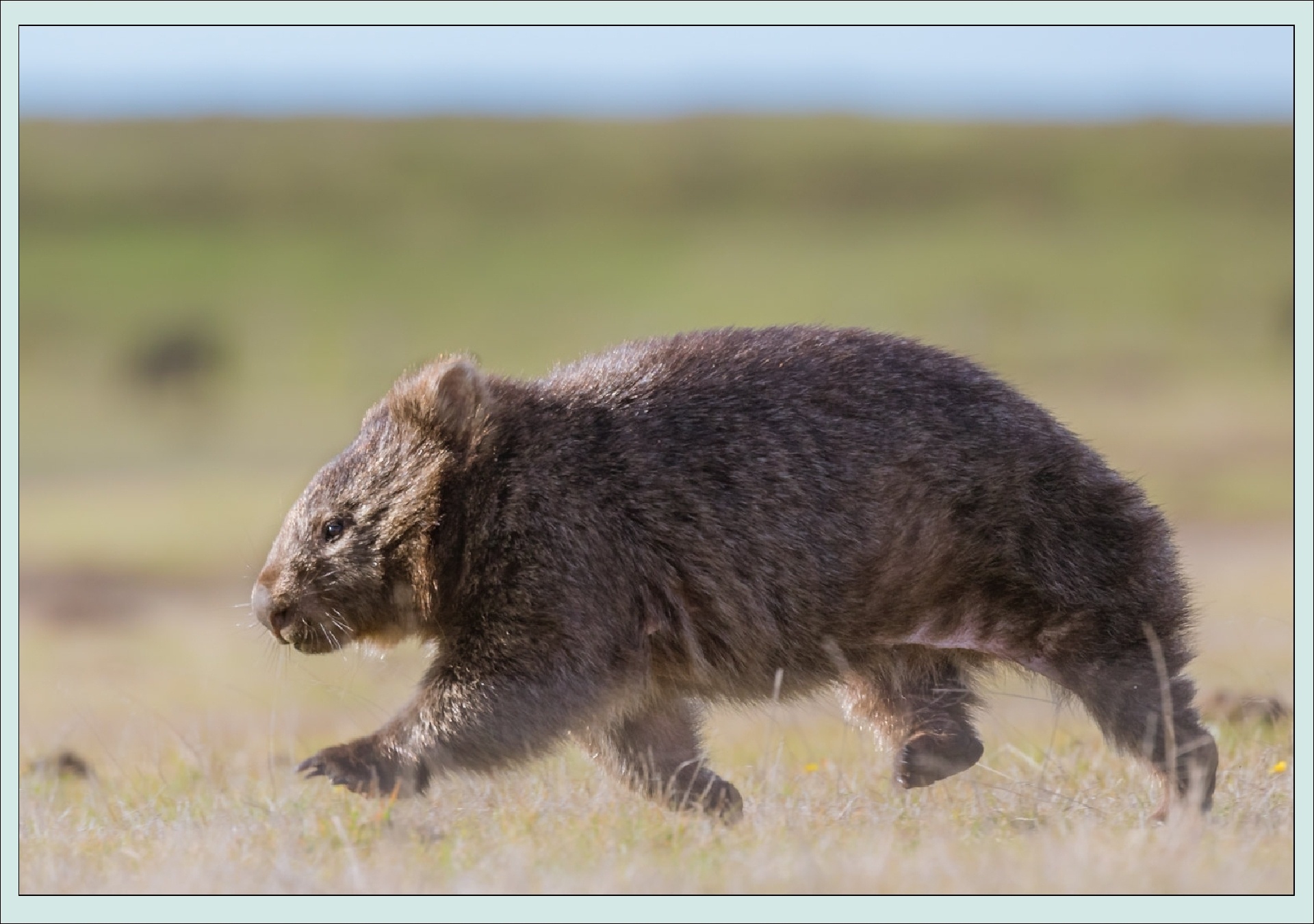 Скачать обои животное, animals, грызуны, rodents, wombat, вомбат, step by  step, раздел животные в разрешении 1920x1350