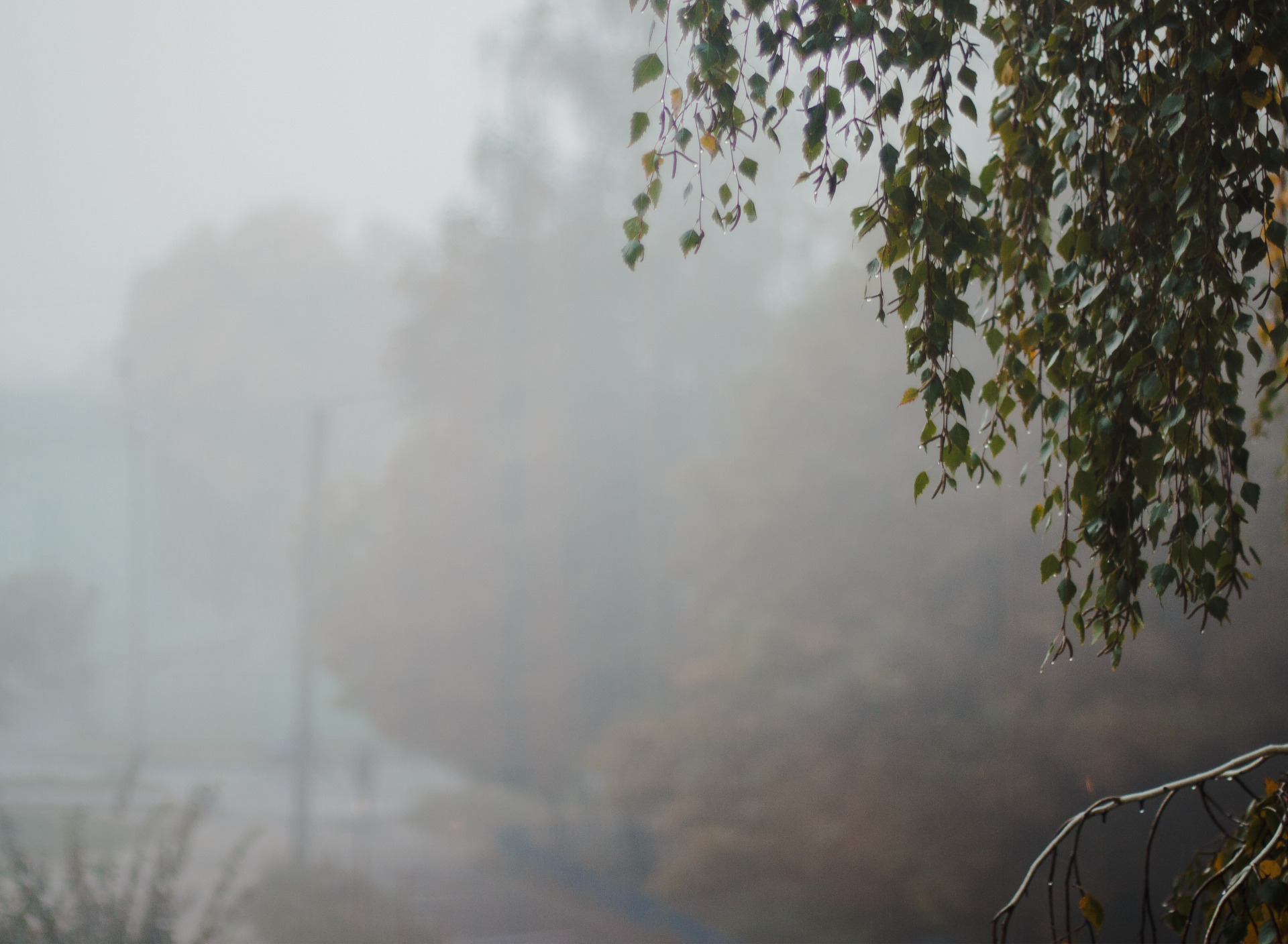 Приходящая с туманом. Березы в тумане. Листья в тумане. Утро туман. Дождь и туман.