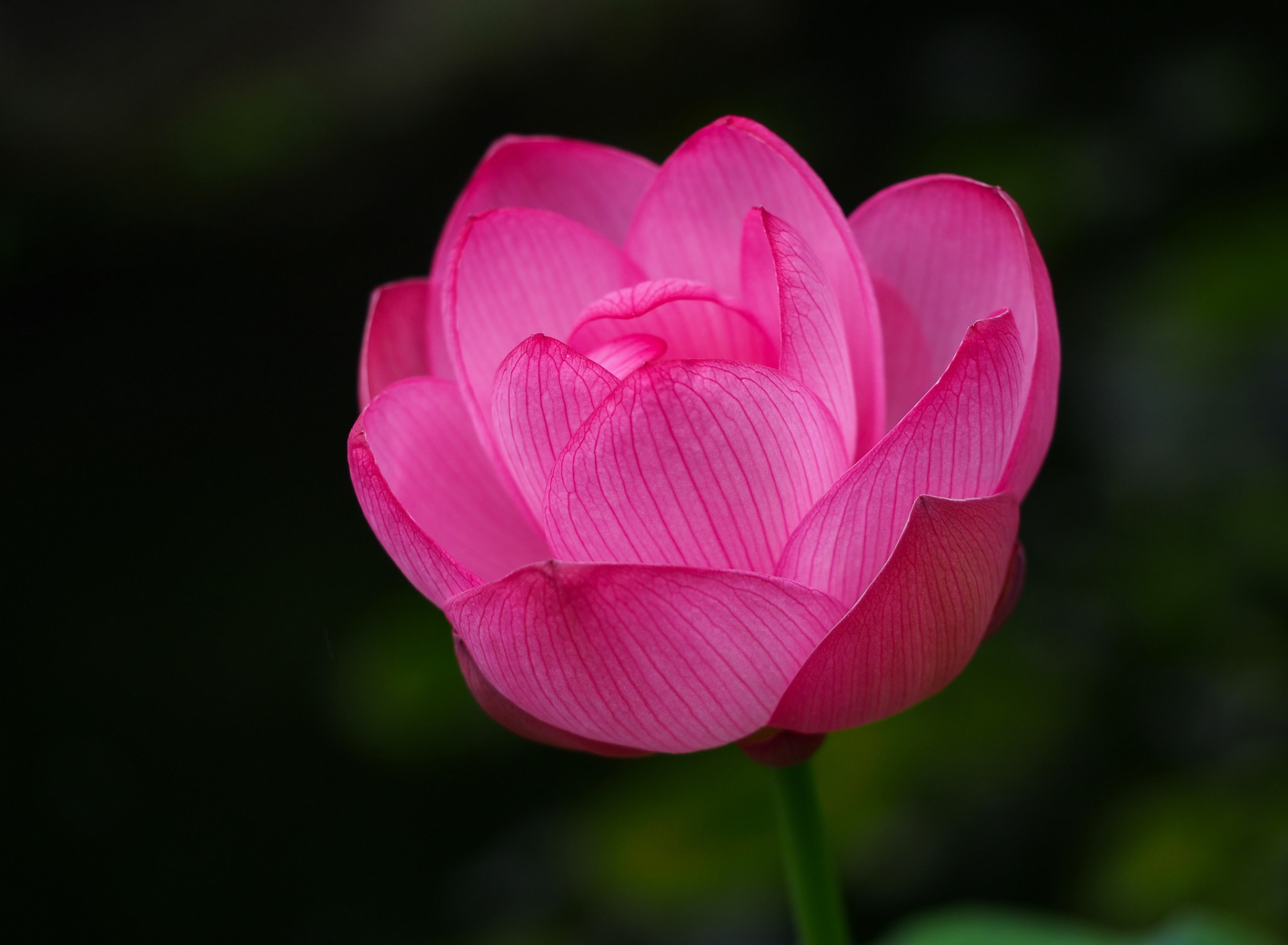 Цветок Лотоса Бутон
