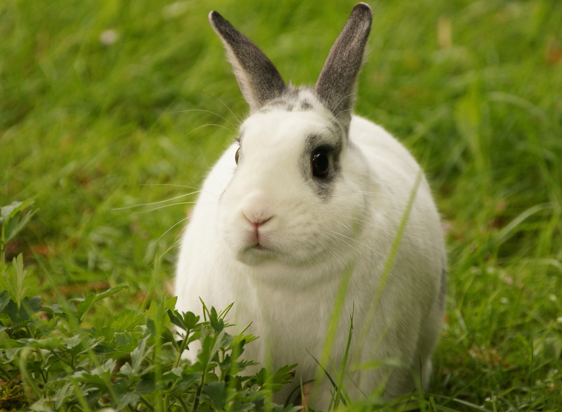 фотография белого кролика