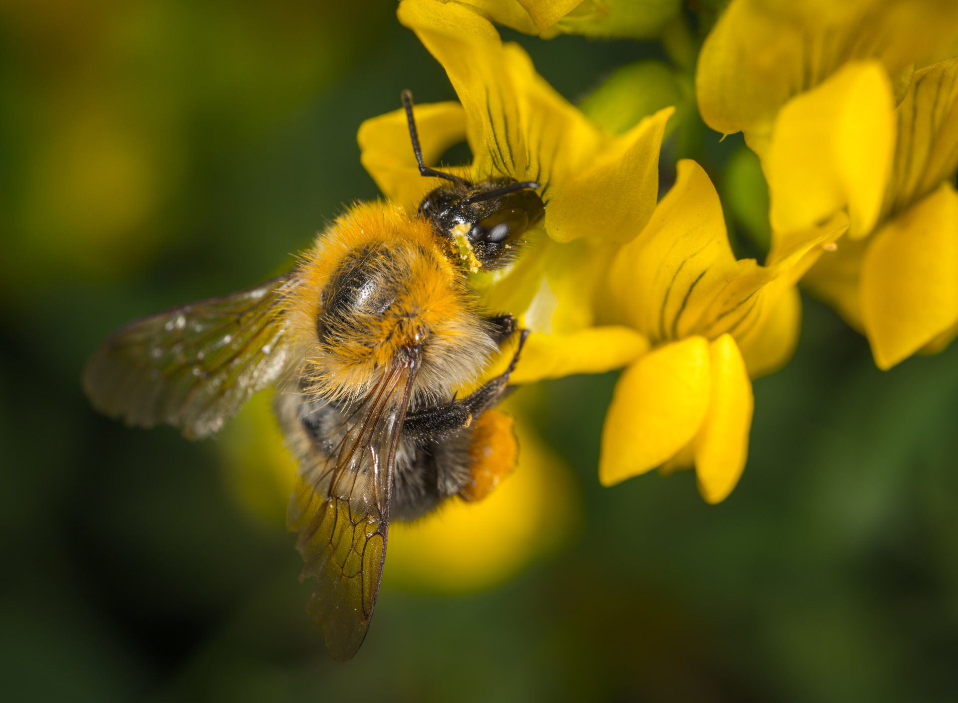 Пчелы и шмели тип взаимоотношений. Опыление пчелами. Бамблби пчела. Дикая медоносная пчела. Bumblebee nature Шмель.