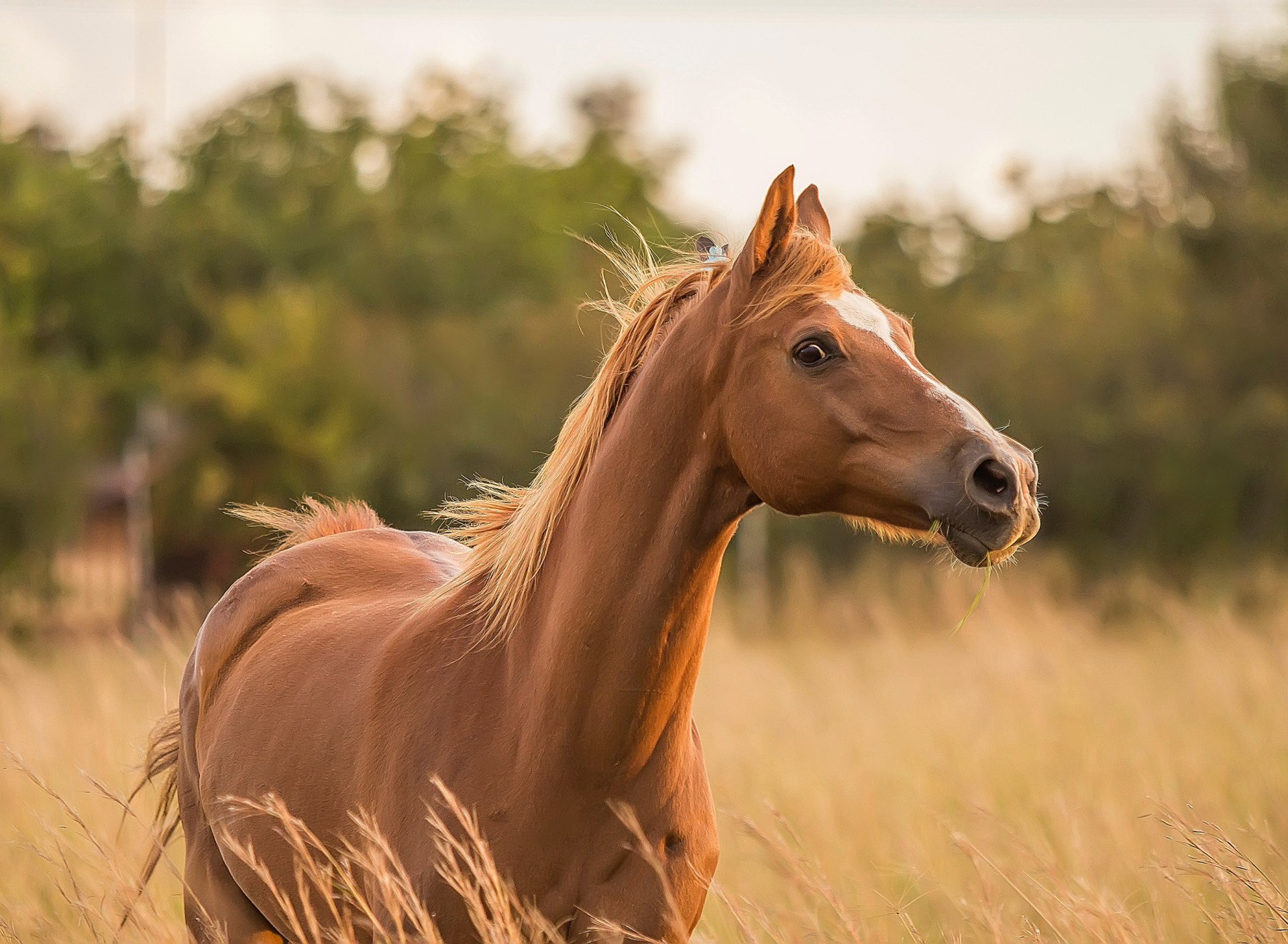Топот лошадей звук. Лошадь рыжая без гривы. Рыжий конь портрет. Лошадь рыжая железо. Блеянье лошади звук.