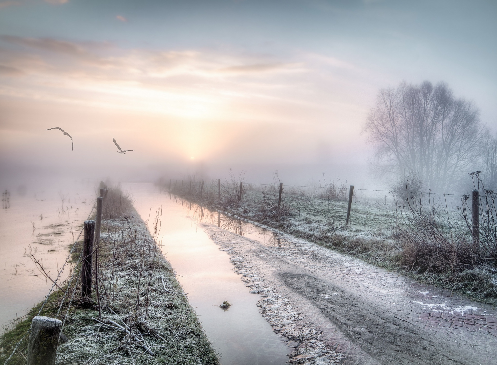 Птицы на дорогах зимой. Предрассветная мгла. Птицы на дороге. Туман на дороге картинки. Туман, птица и зима.