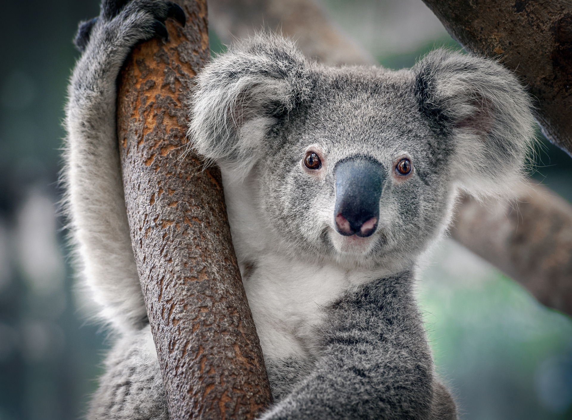 Коала. Коала в Австралии. Лоун Пайн коала Брисбен. Сумчатые животные коала. Коала в лесу