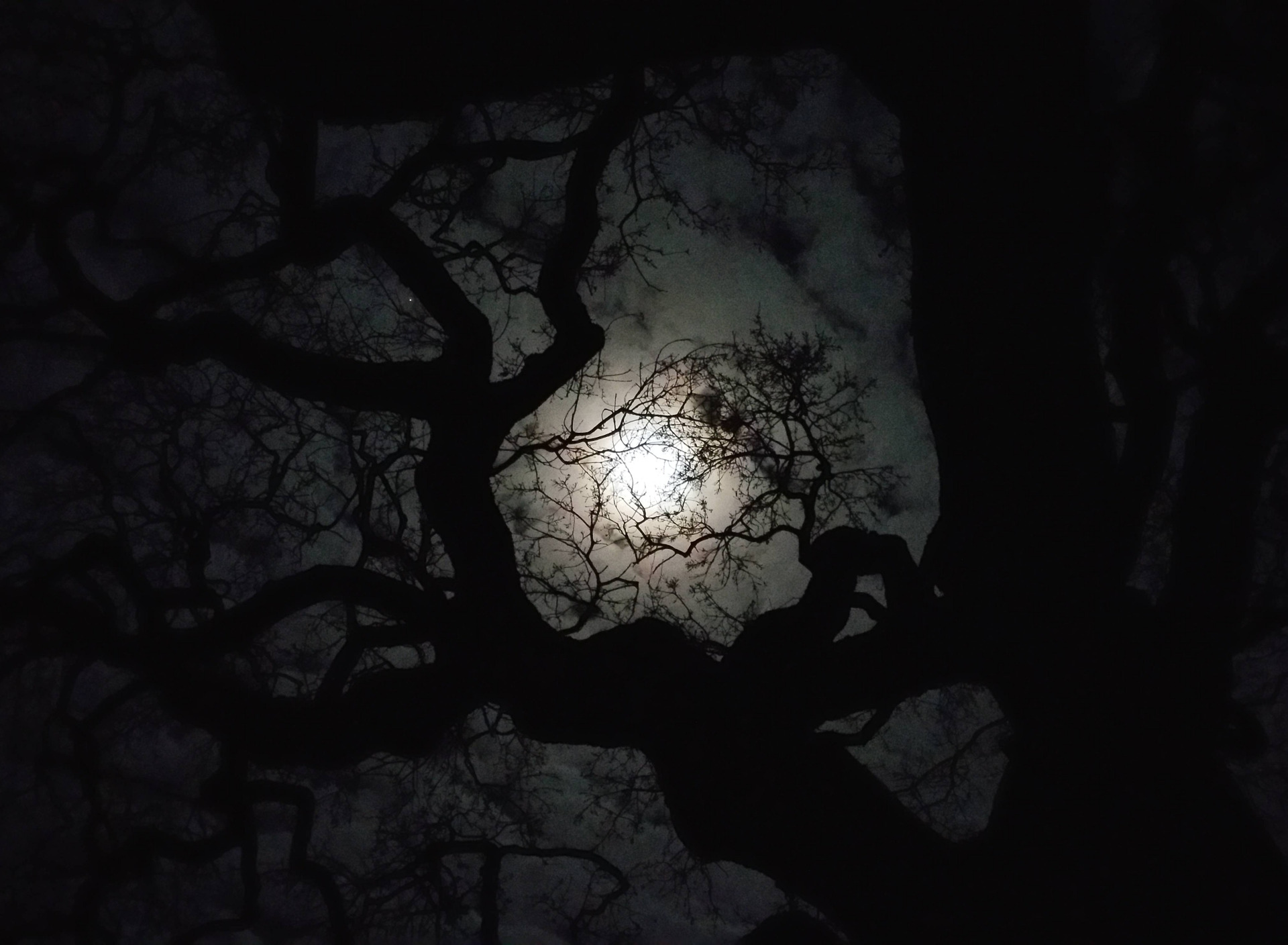 В круг дерева ночи