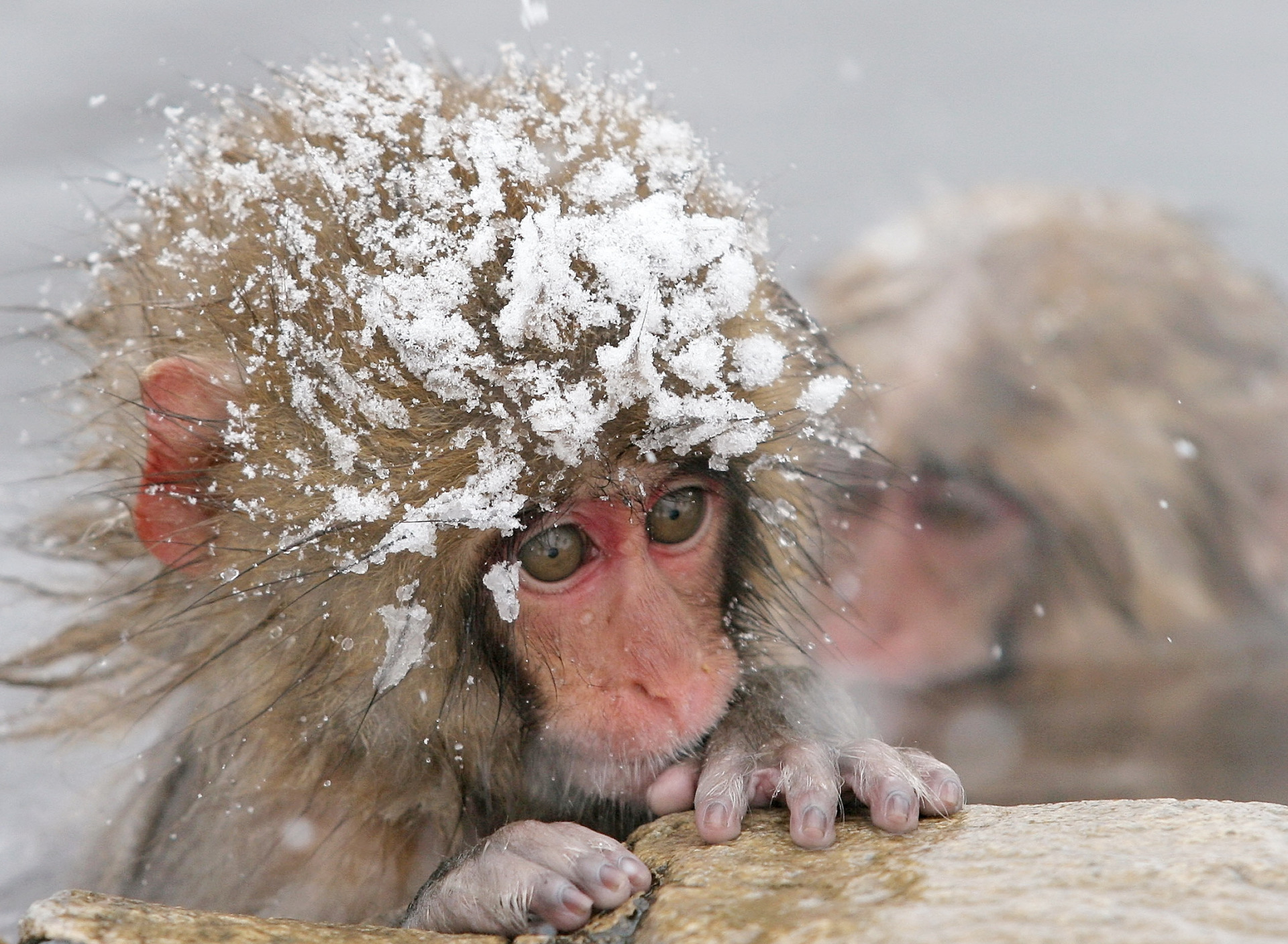 Морозно картинки прикольные. Обезьяна в снегу. Обезьяны в снегу в воде. Замерзшая обезьяна. Японские макаки летом.