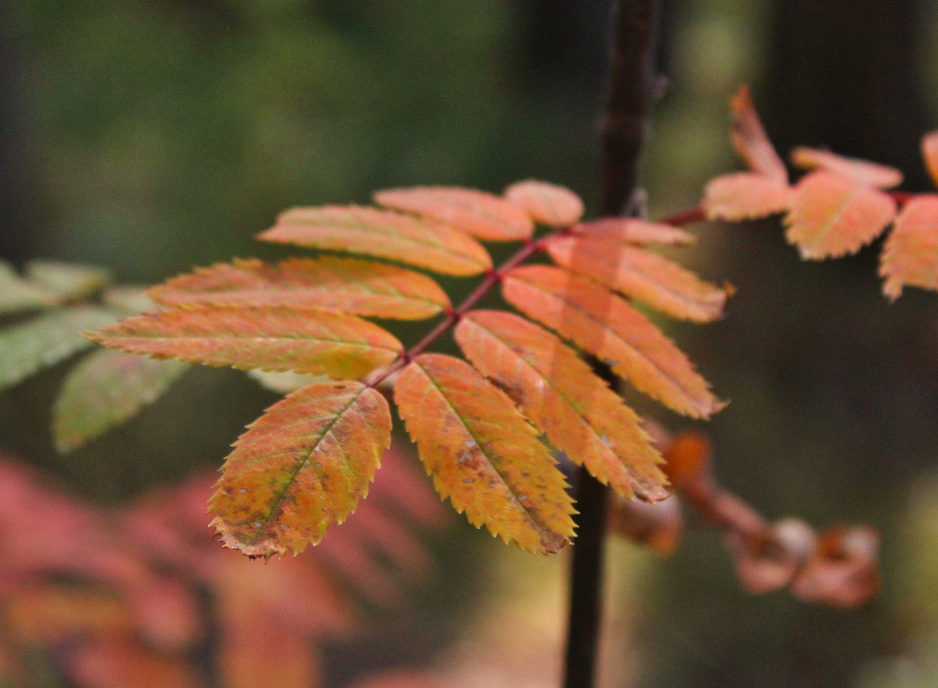 Листок рябины. Как выглядит лист рябины. Рябина дерево. Как выглядит лист рябины. Рябина обыкновенная листья.