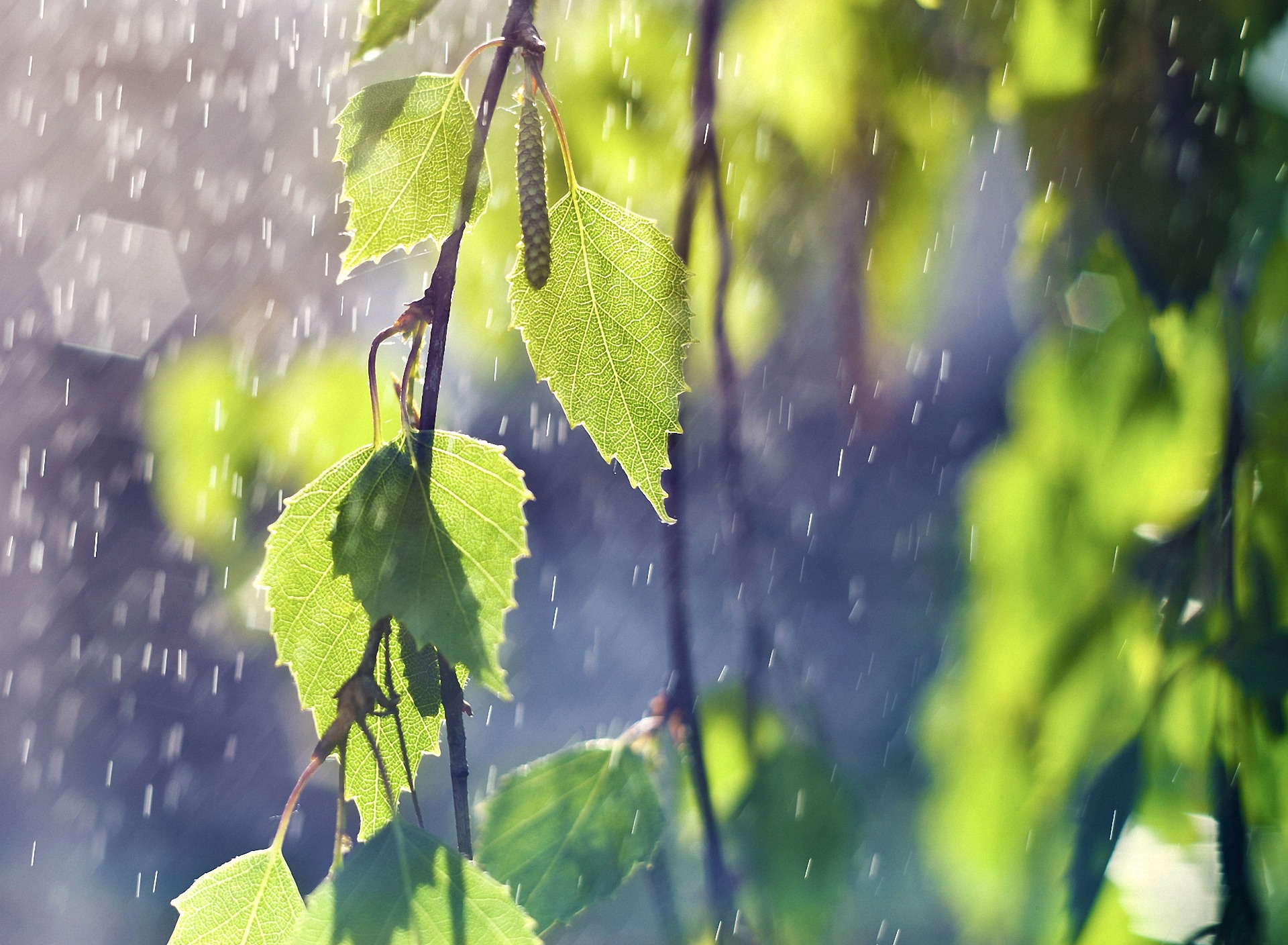 Звуки летней природы. Весенний дождь. Листва после дождя. Весенний ливень.
