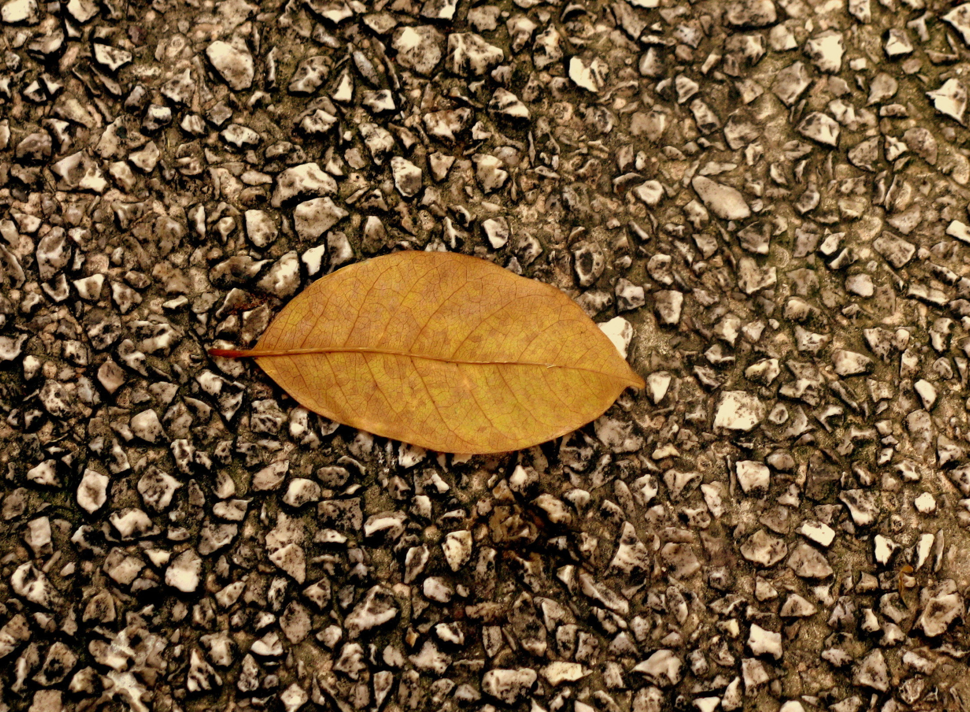 Leaf stone. Листок из камня. Листок на Камне. Фон для рабочего стола листья. Листочки из камней.