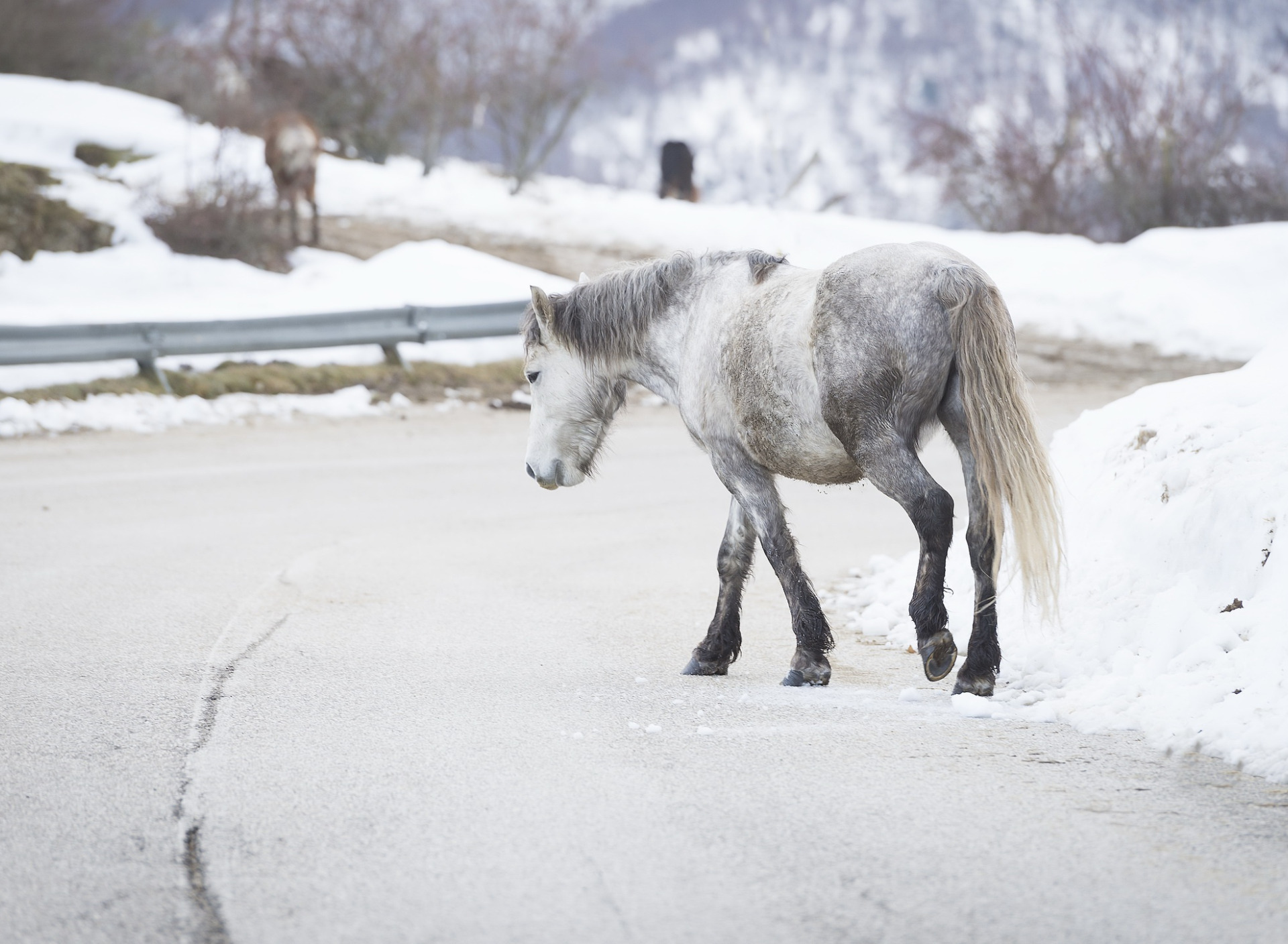 По дороге лошадка. Лошади в снегу. Лошади зимой. Лошадь на льду.