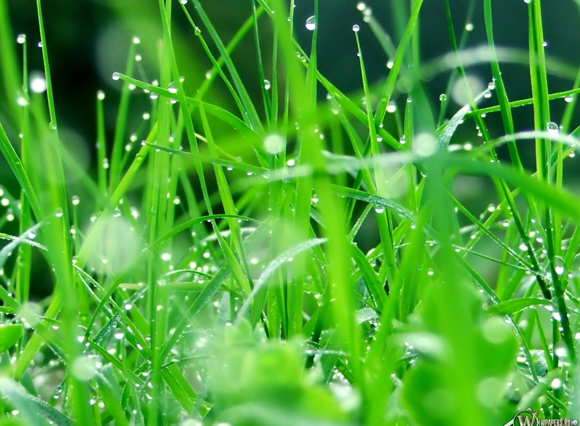 Летом было все зеленым. Роса на траве. Зелень с росой. Красивая трава. Красивые зеленые растения.