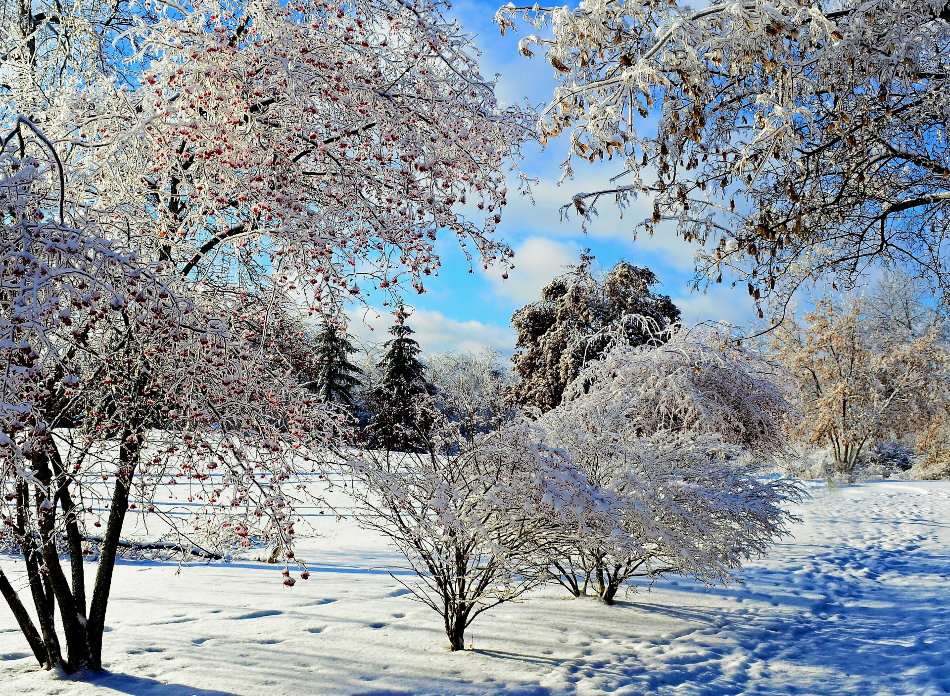 Зимний пейзаж. Деревья в снегу. Деревья в зимнем лесу. Февральский пейзаж. Красивая природа февраль
