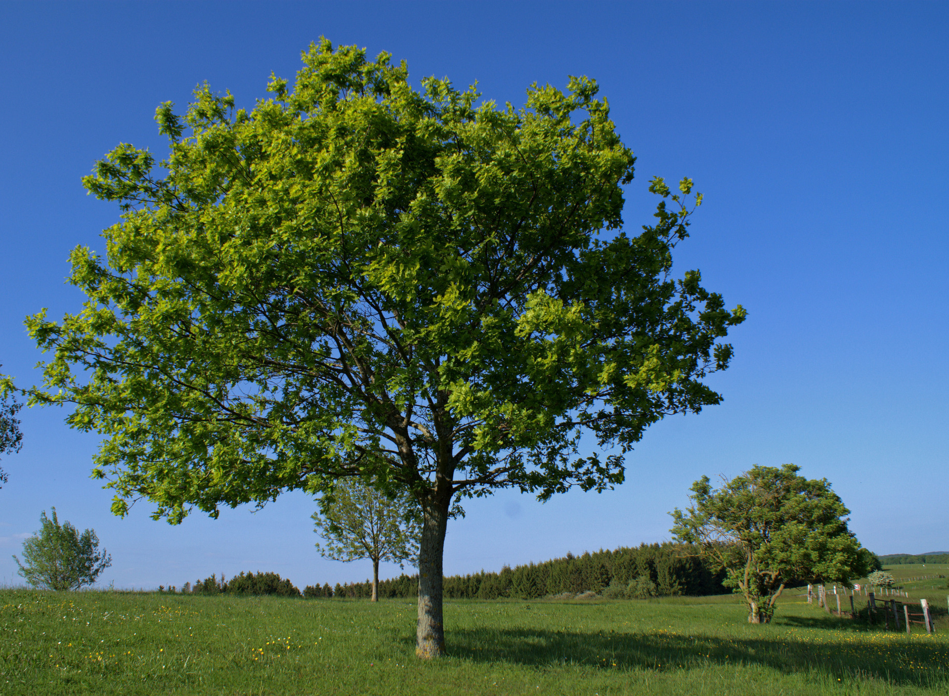 Фото деревьев лето