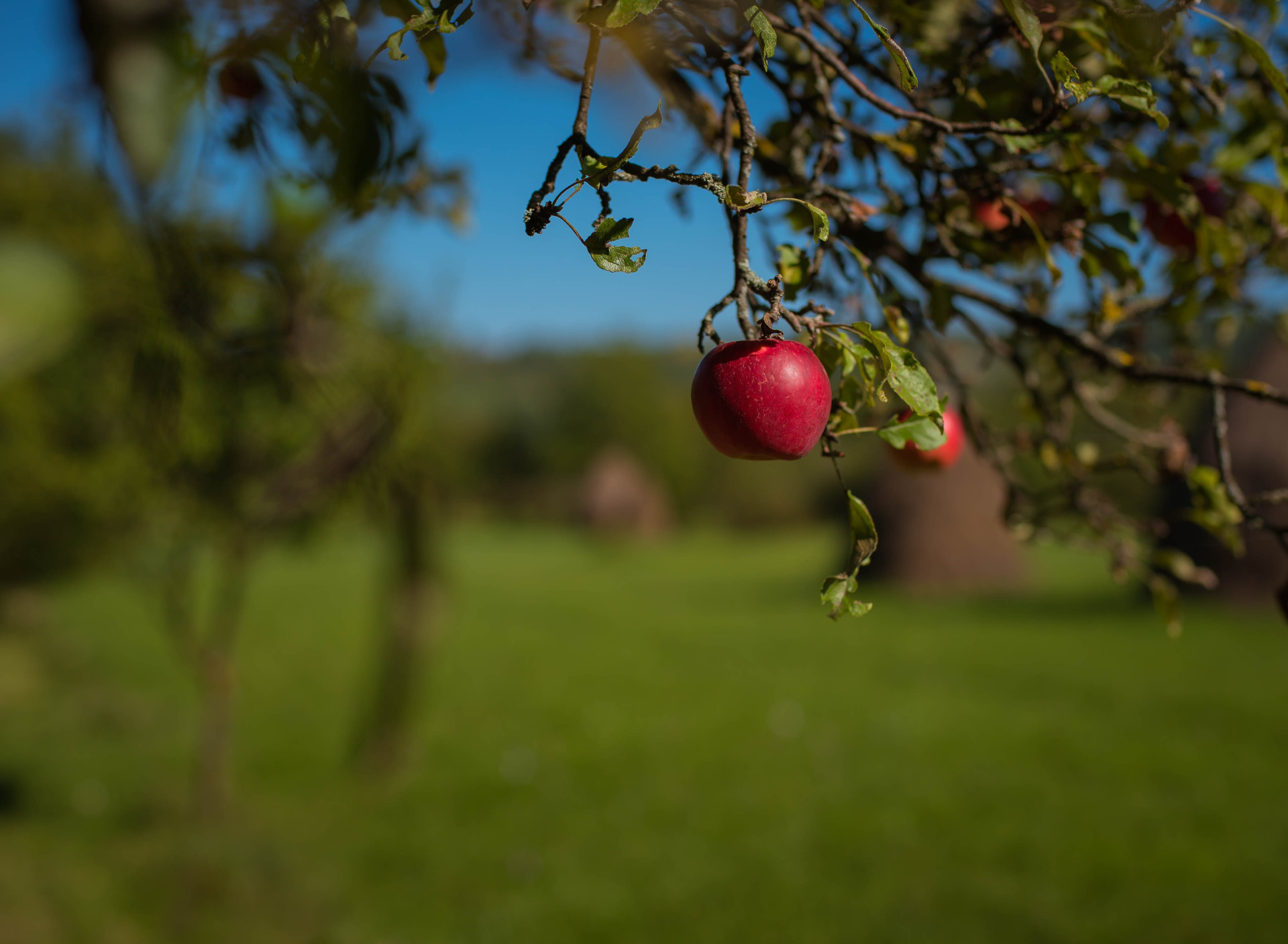 Яблоки под яблоней. Яблочный сад. Яблоня с яблоками. Яблоневый сад фон. Яблоня на Поляне фон.