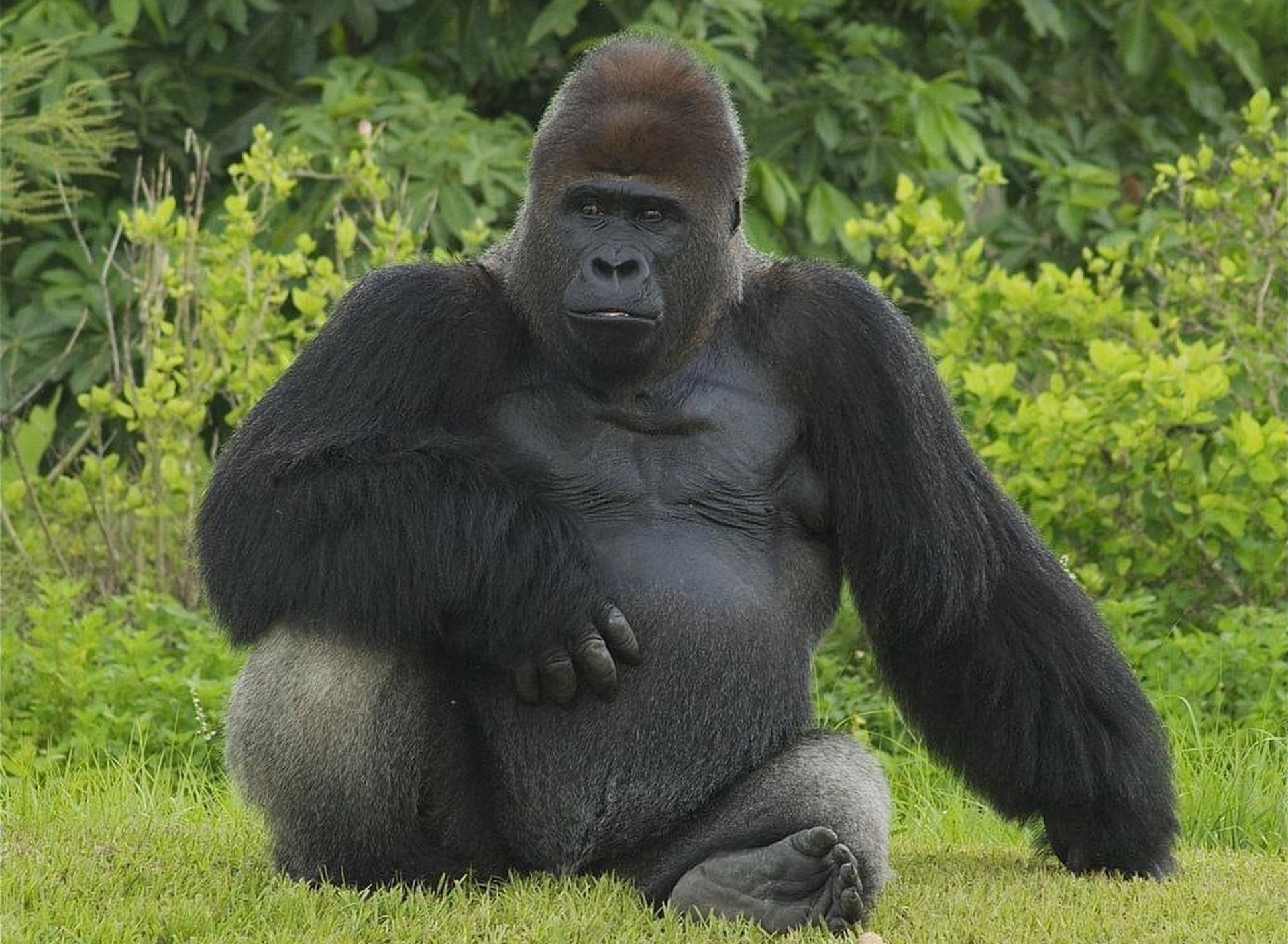 Тетя горилла если хотите стать сильными детки. Горилла Исабукуру. Горилла великан. Сильвербэк горилла. Западная равнинная горилла.