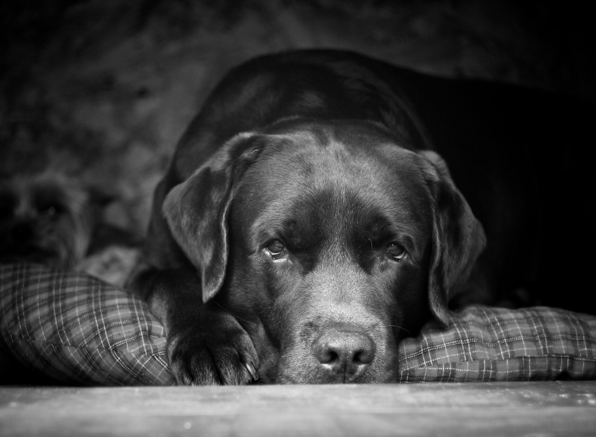 грустная собака картинки
