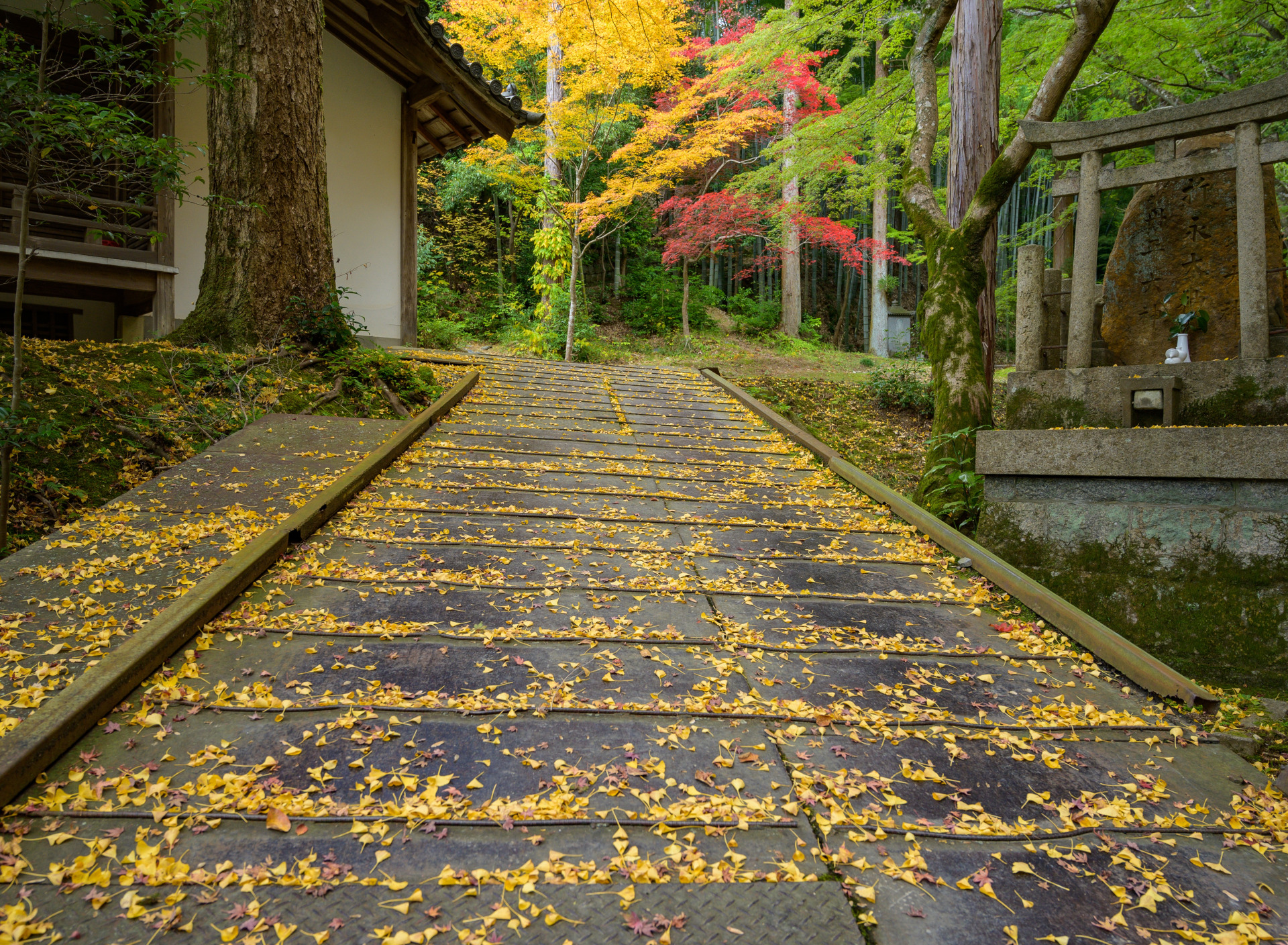Yellow spring road in japan. Осень в Японии. Японский сад осенью. Японский фон осень. Листья Япония.