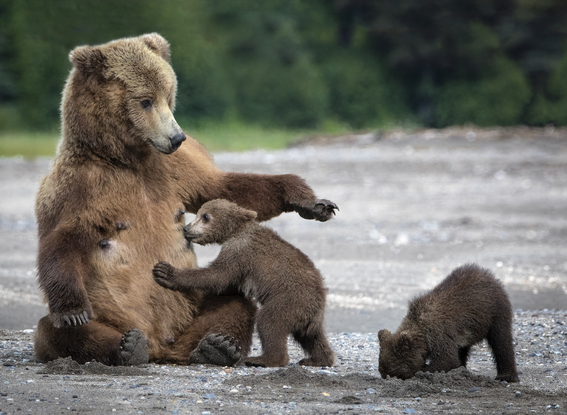 Mother bear. Бурый медведь с медвежатами. Бурая Медведица с медвежатами. Медведь с медвежонком. Детеныш медведя.