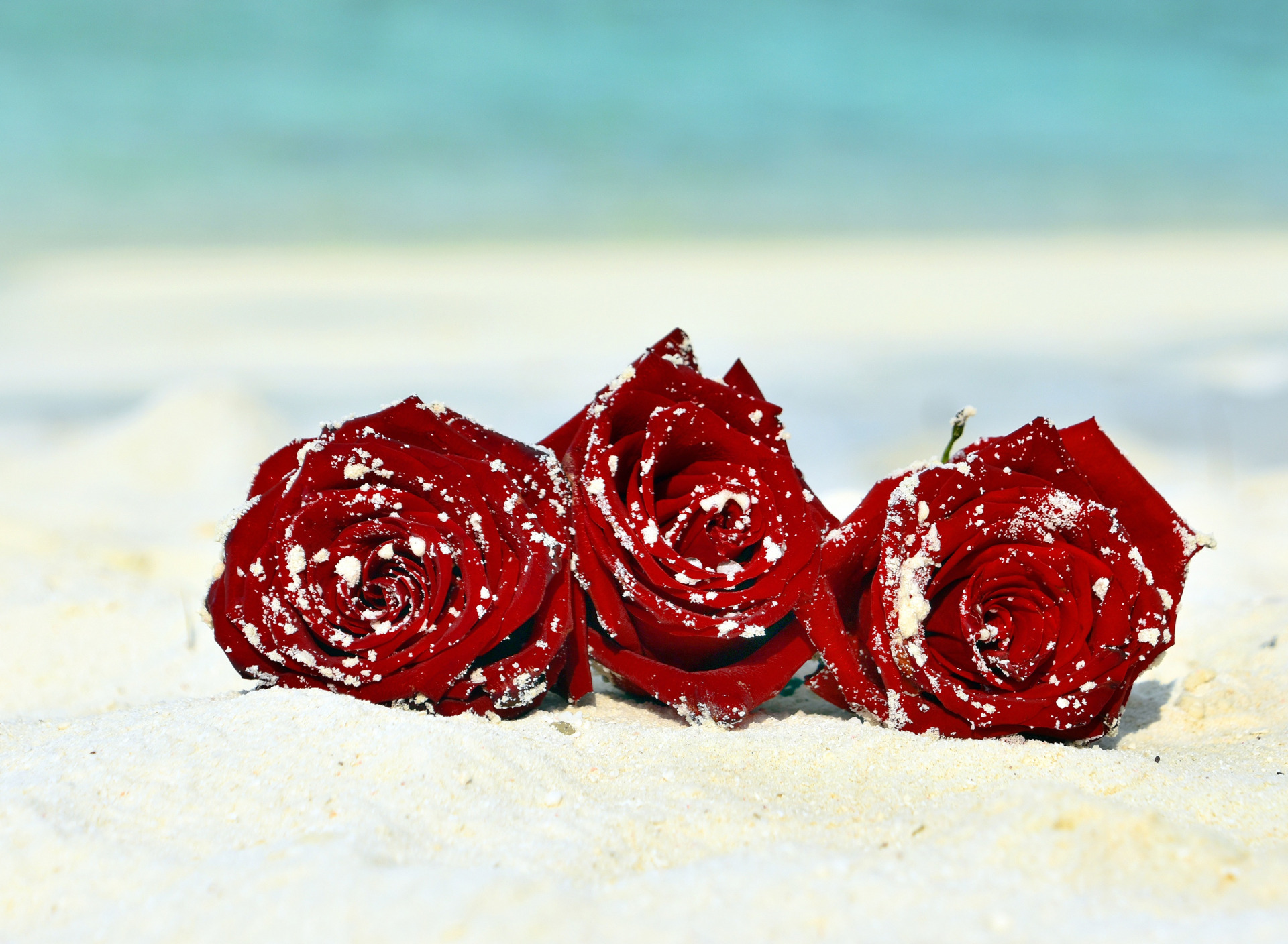 Красное трио. Красный цветок в песке.