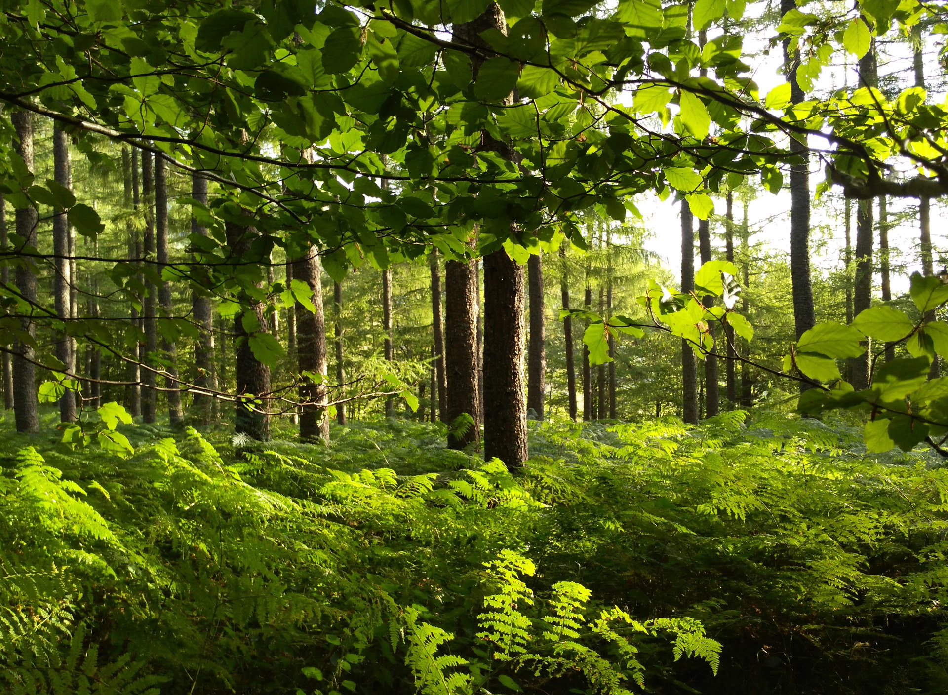 Лес листа. Лес листбокс. Foresty.