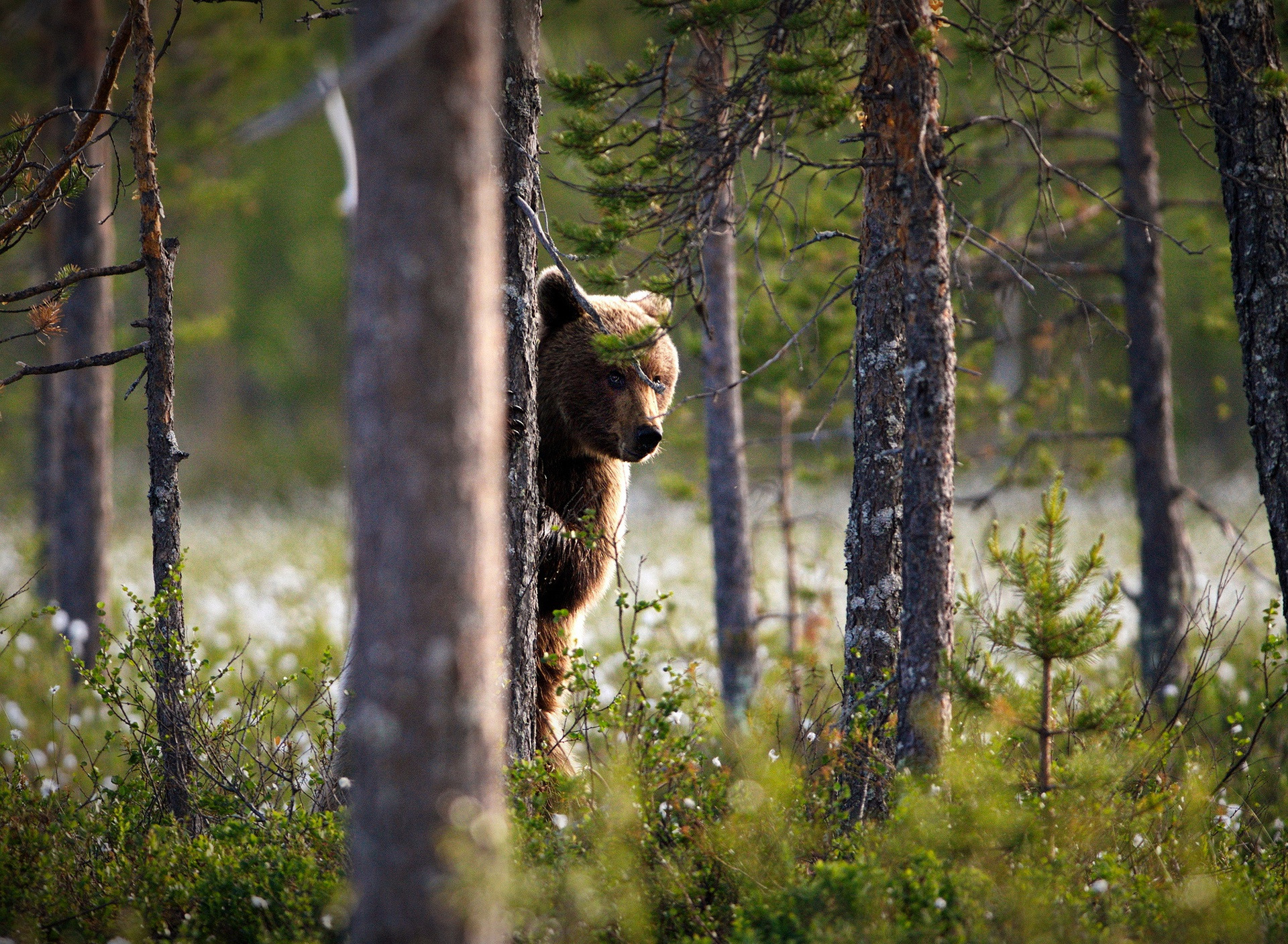 У просеки никитич осторожно выглянул из чащи. Бурый медведь в тайге. Медведь в лесу. Медведь в природе. Медведь в тайге.