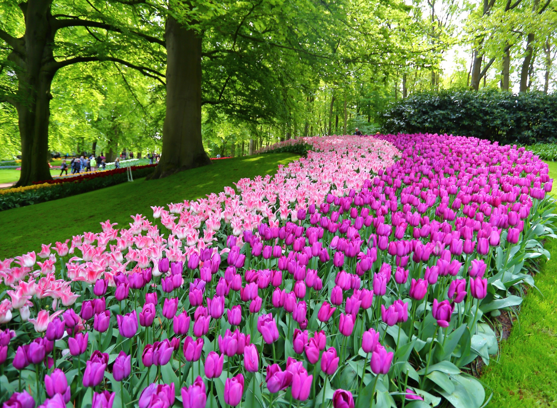 Нидерланды весенний парк Keukenhof