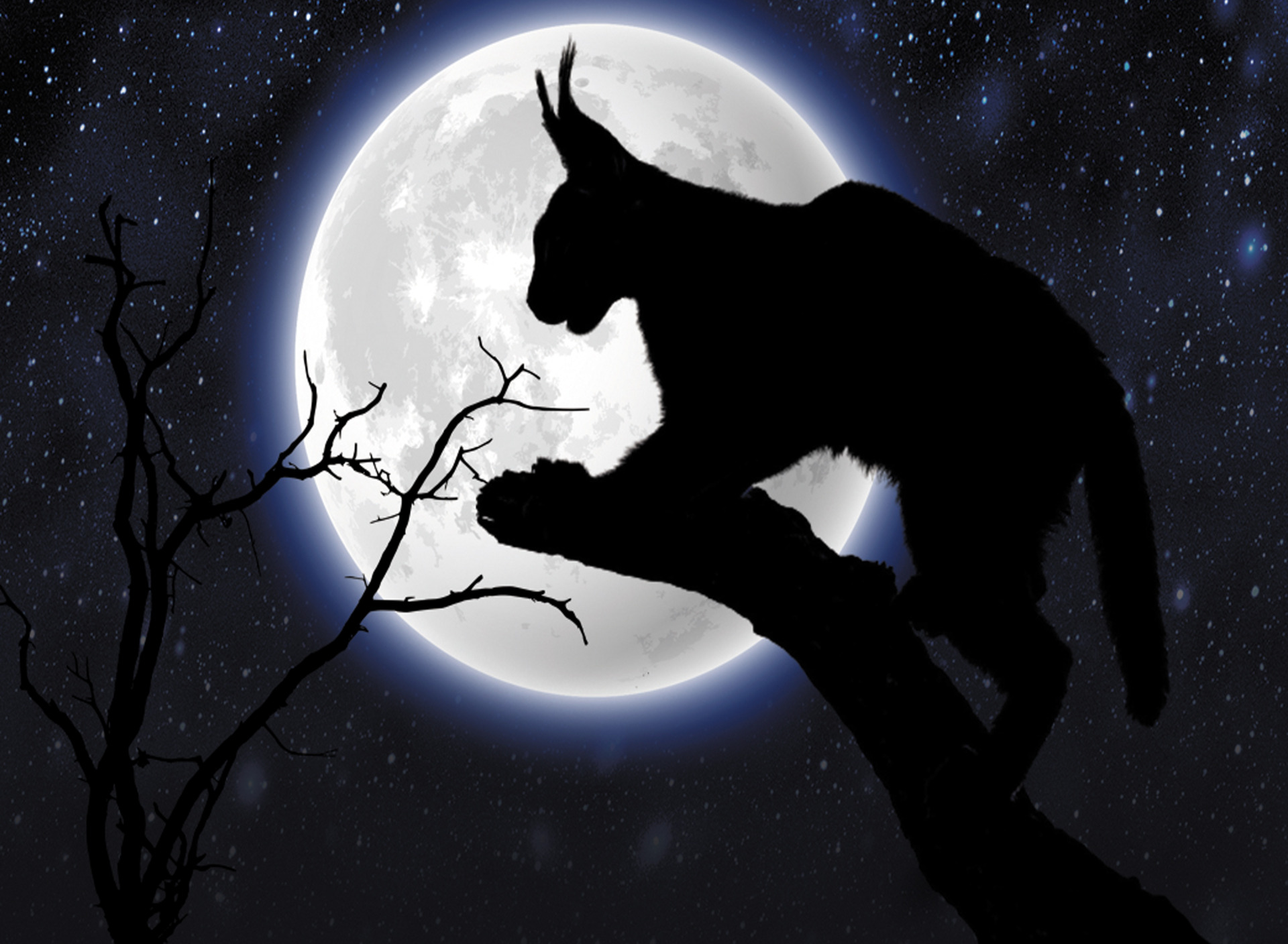 Midnight animal. Силуэт кошки на фоне Луны. Кот на крыше Луна. Кот и Луна арт. Коты на крыше под луной.