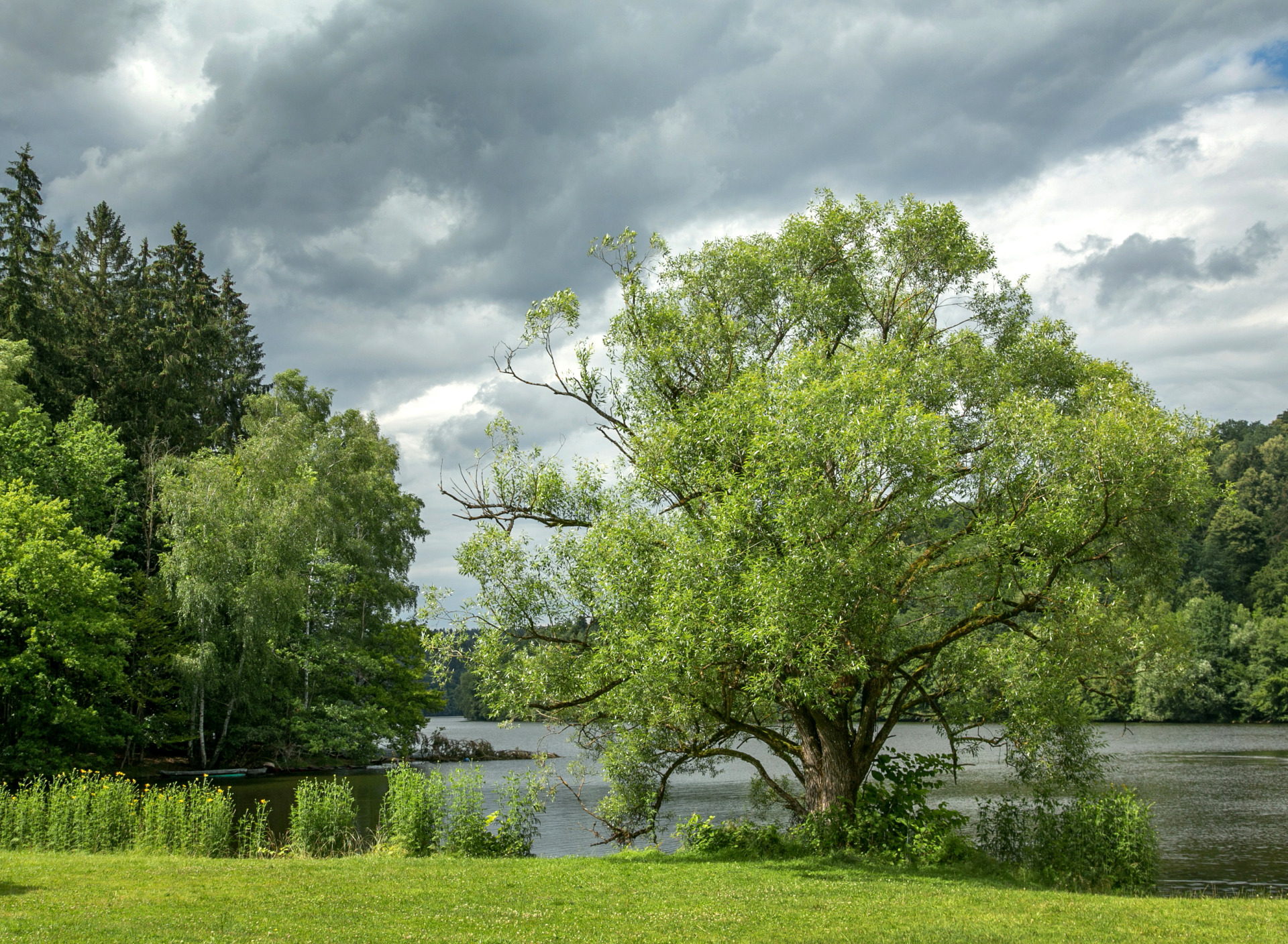 Дерево река фото Download wallpaper 1920x1080 tree, summer, beautiful full hd, hdtv, fhd, 1080p h