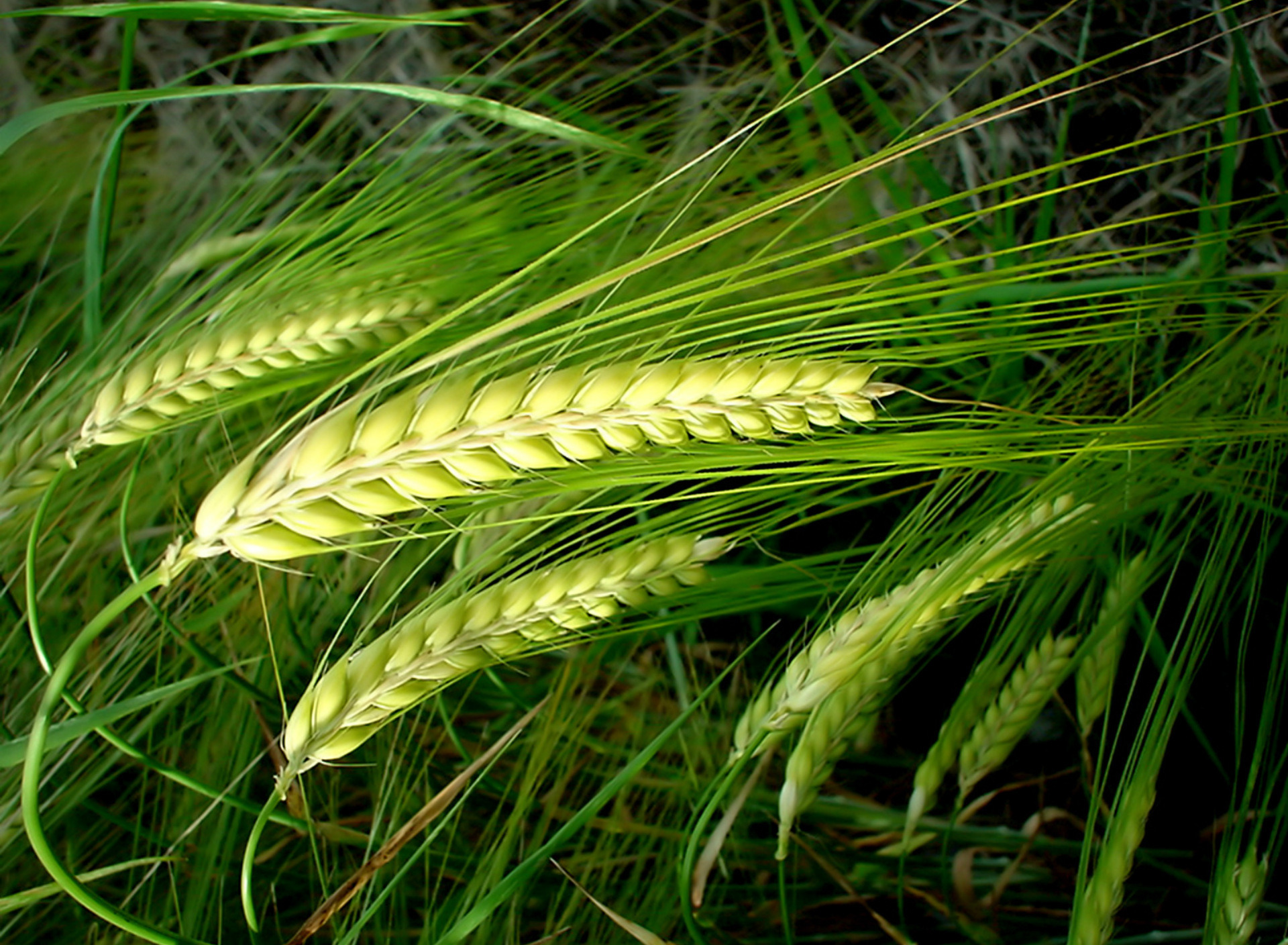 Зеленое жито. Рожь соцветие Колос. Рожь (Secale). Озимая рожь Колос. Колос озимой пшеницы.