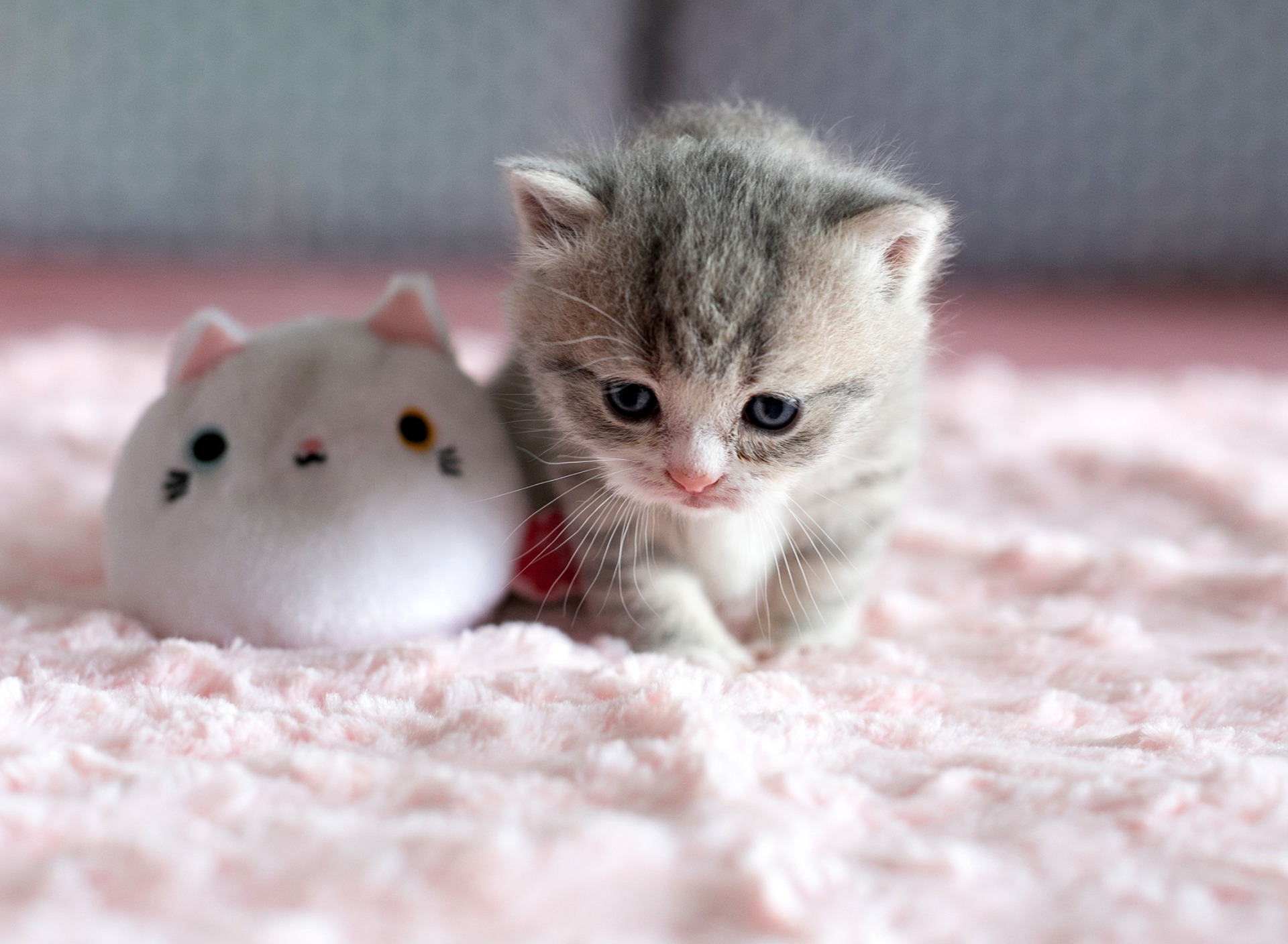 К чему снятся котята маленькие красивые. Милые котята. Маленькие котики. Маленький котенок. Милые кошечки.
