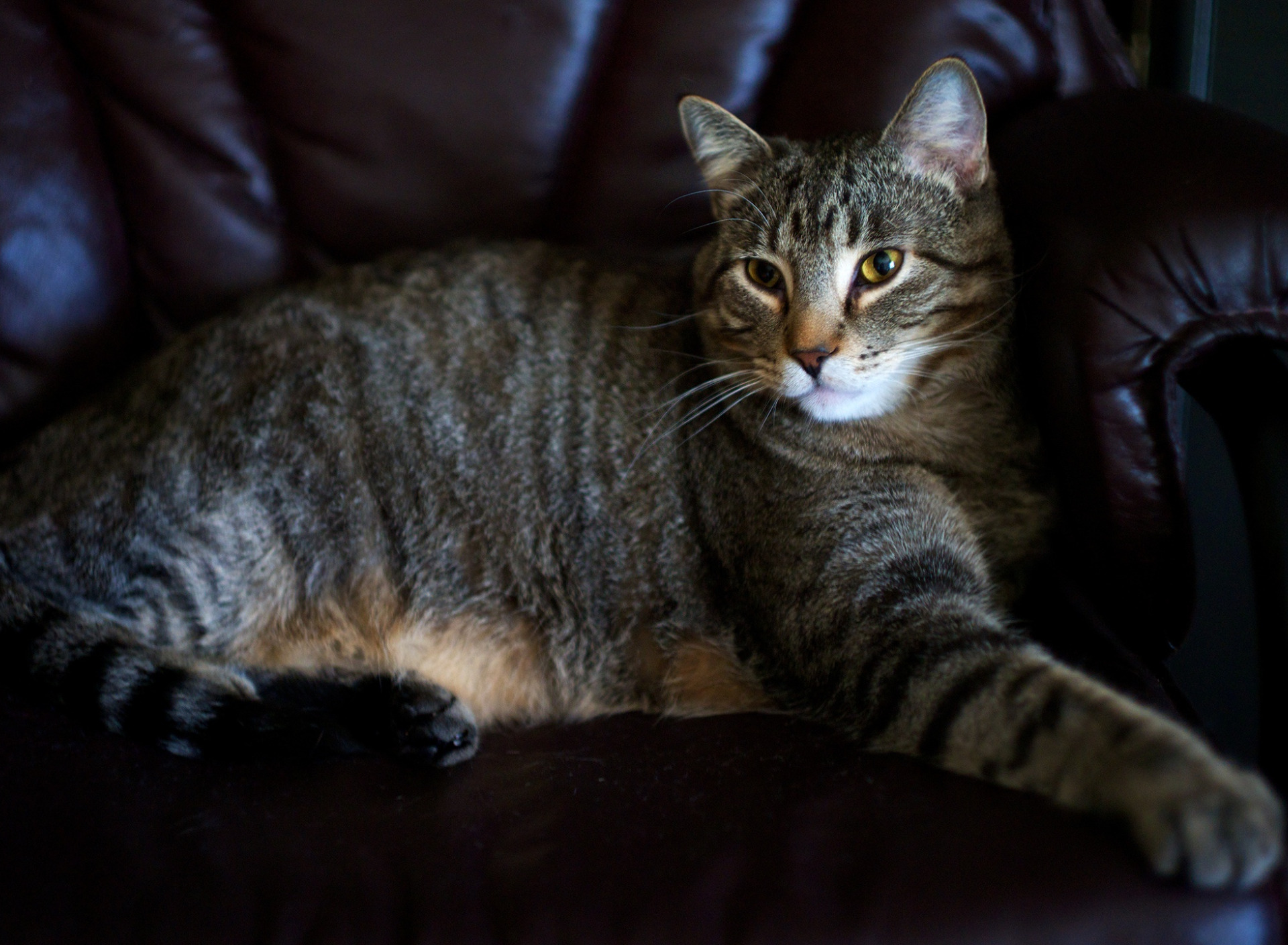 кот на красном диване