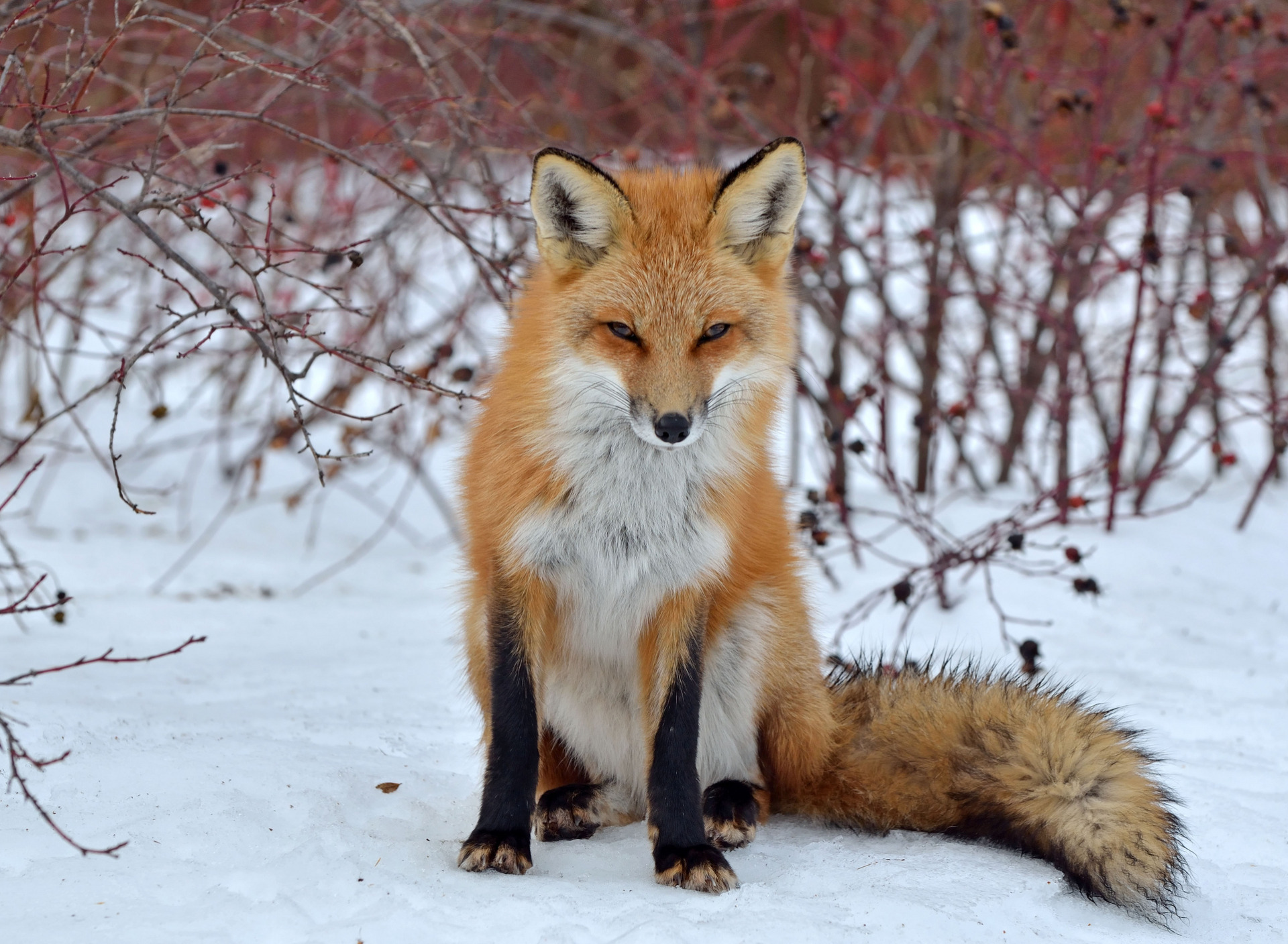 Lis fox. Лиса. Обыкновенная лисица. Красивые лисы. Лиса на рабочий стол.