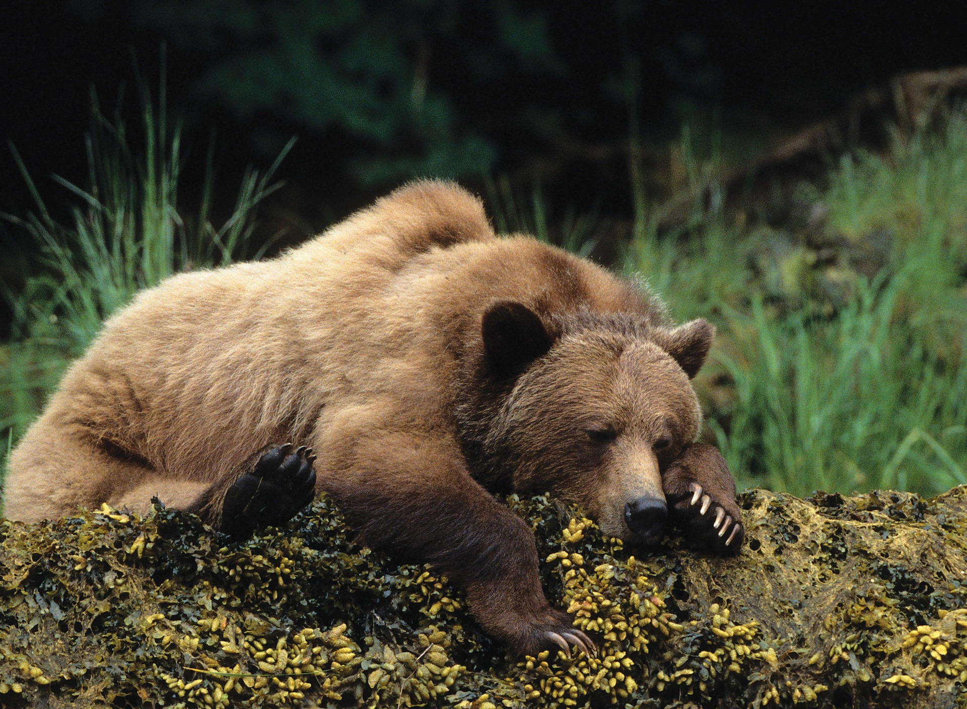 Медведи в болоте. Спящий медведь. Медведь лежит. Спящий бурый медведь.