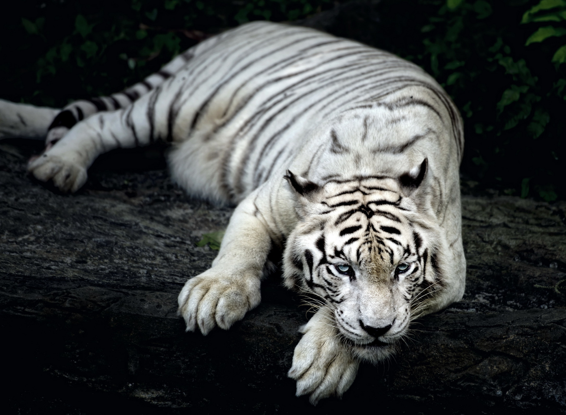 Animal themes. Суматранский тигр альбинос. Бенгальский тигр альбинос. Амурский тигр белый. Фото белого тигра.