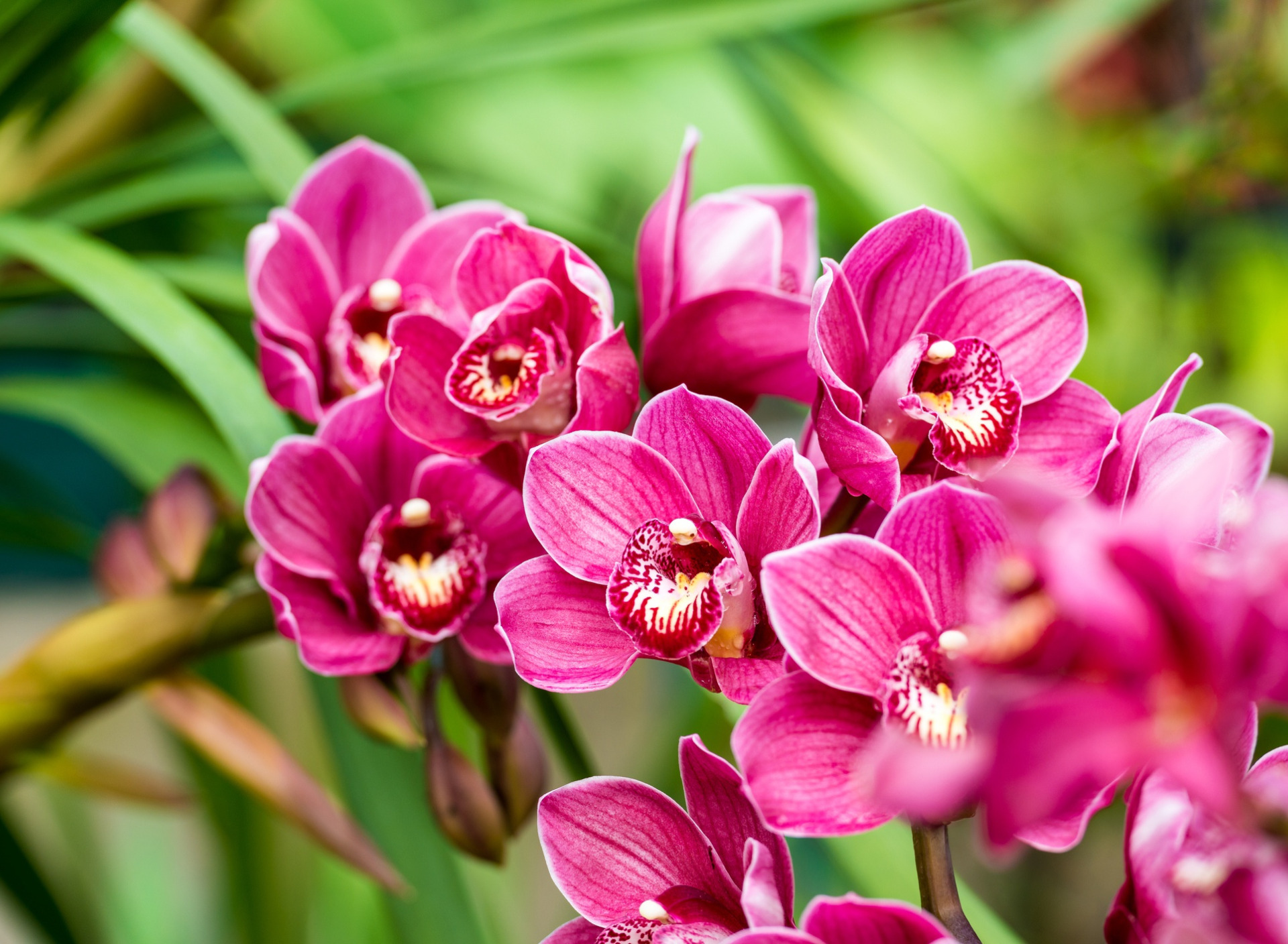 7 орхидей. Орхидея Цимбидиум. Цимбидиум розовый. Цимбидиум Невада. Орхидея Цимбидиум темно малиновый.