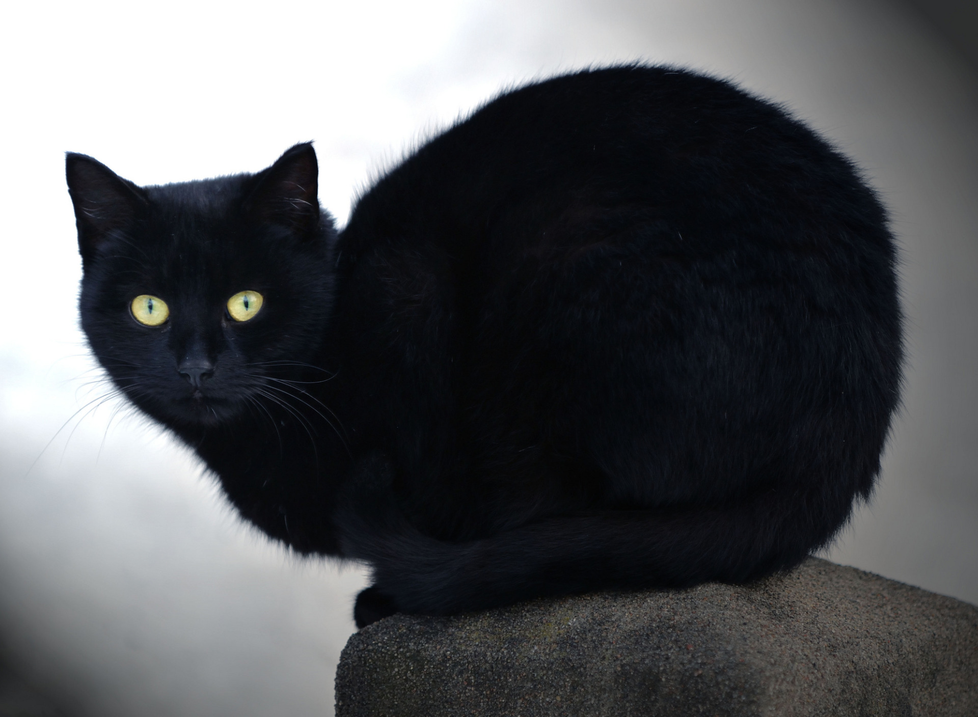 Black cat english