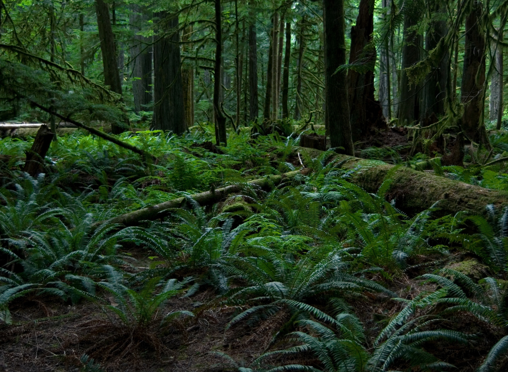 Дождевые леса. Холодный дождевой лес. Лес слоями. Forest Floor. Tropical Rainforest Floor.